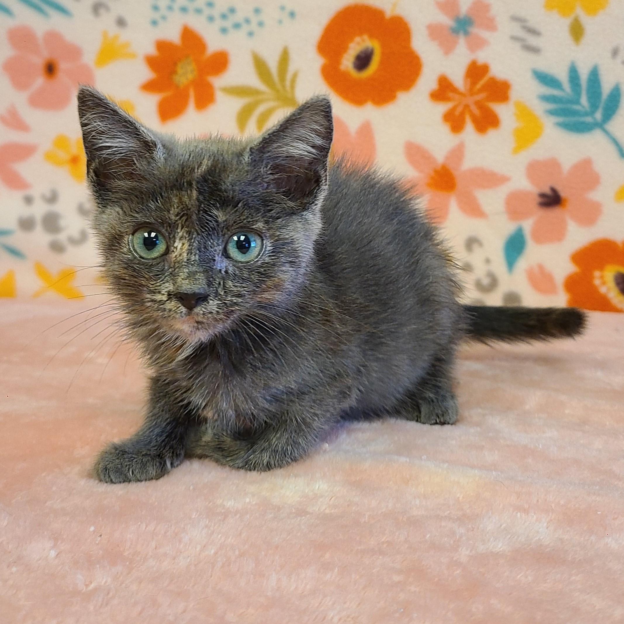 Chai, an adoptable Domestic Short Hair in ALPINE, TX, 79830 | Photo Image 3