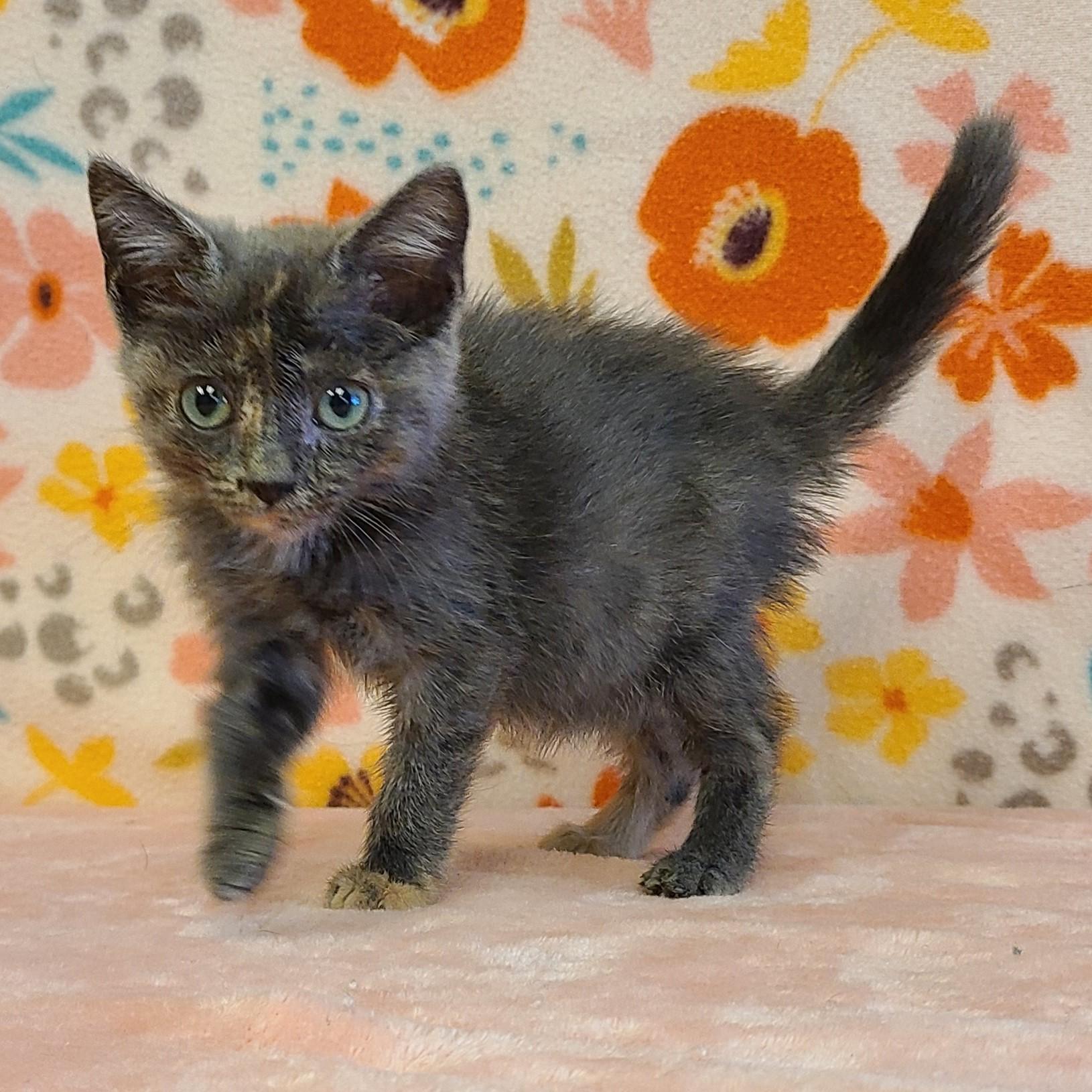 Chai, an adoptable Domestic Short Hair in ALPINE, TX, 79830 | Photo Image 5