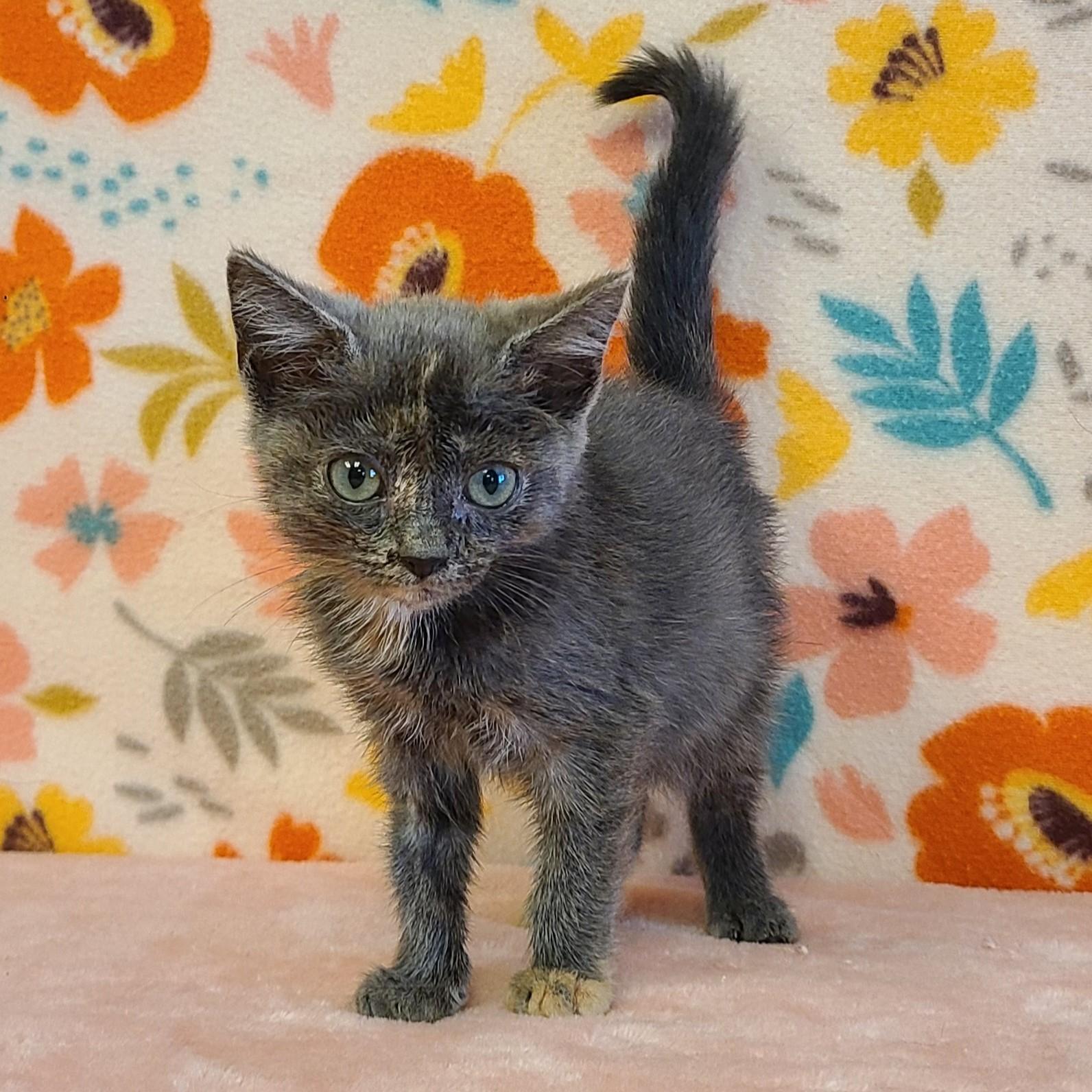 Chai, an adoptable Domestic Short Hair in ALPINE, TX, 79830 | Photo Image 2