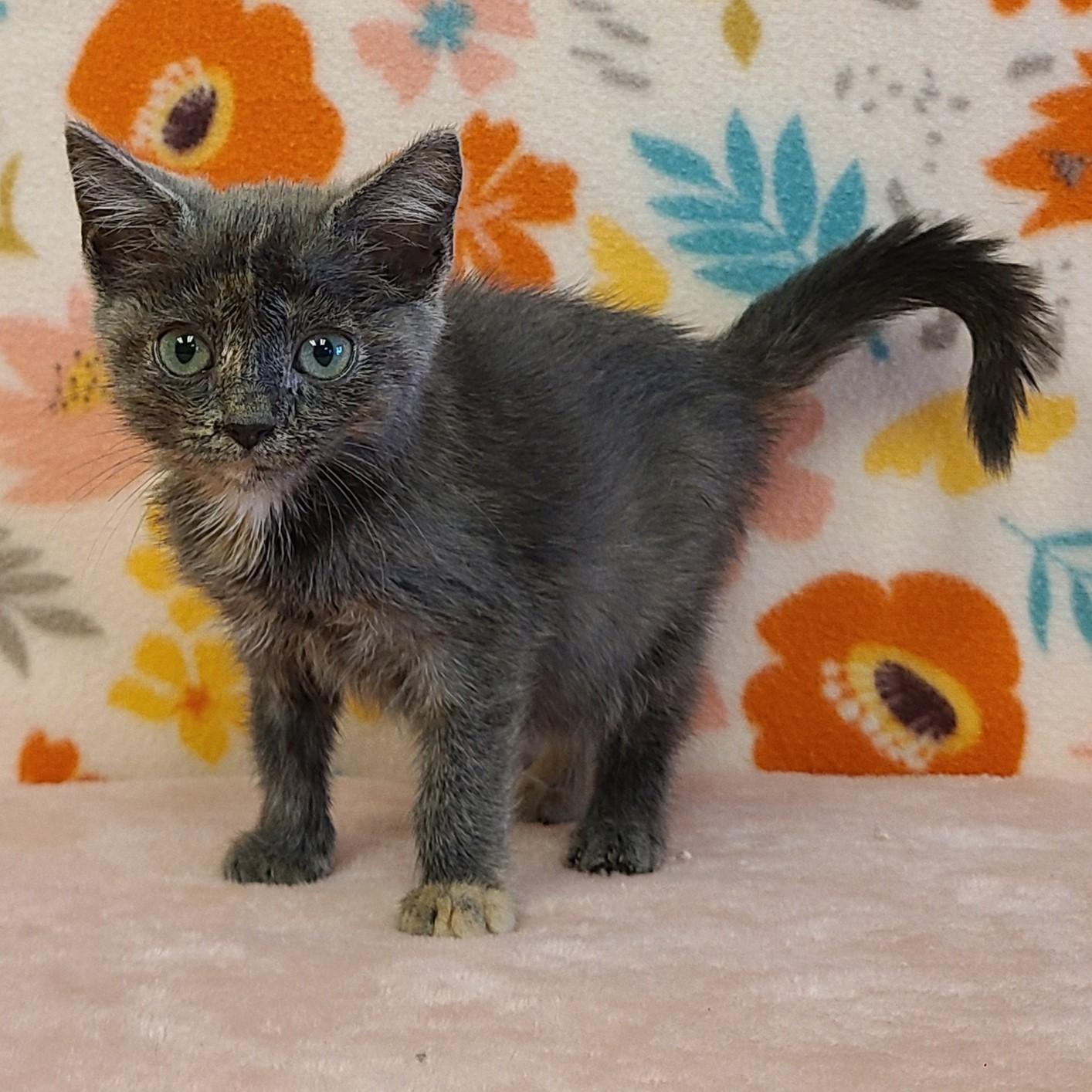 Chai, an adoptable Domestic Short Hair in ALPINE, TX, 79830 | Photo Image 6