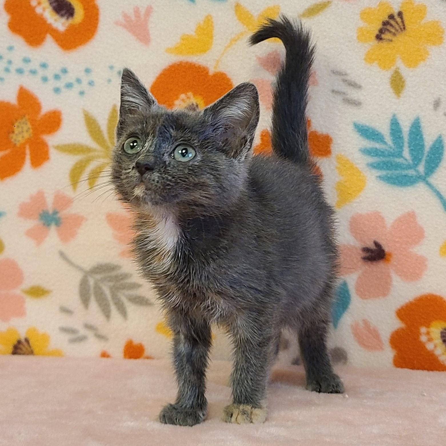 Chai, an adoptable Domestic Short Hair in ALPINE, TX, 79830 | Photo Image 1