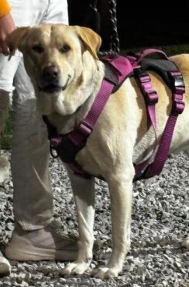Enlarge HOWIE, a ADOPTABLE Yellow Labrador Retriever in Carroll, OH image 2/3