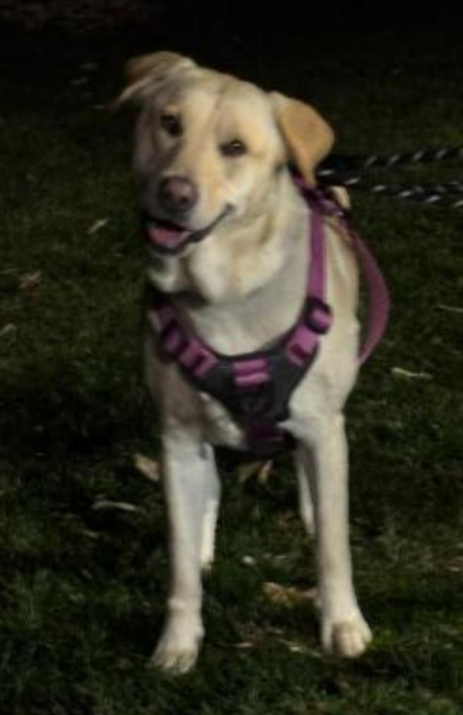 Enlarge HOWIE, a ADOPTABLE Yellow Labrador Retriever in Carroll, OH image 1/3