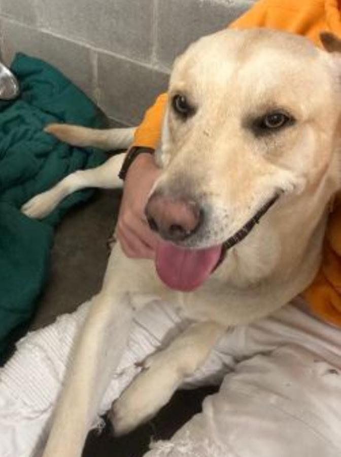 Enlarge HOWIE, a ADOPTABLE Yellow Labrador Retriever in Carroll, OH image 3/3