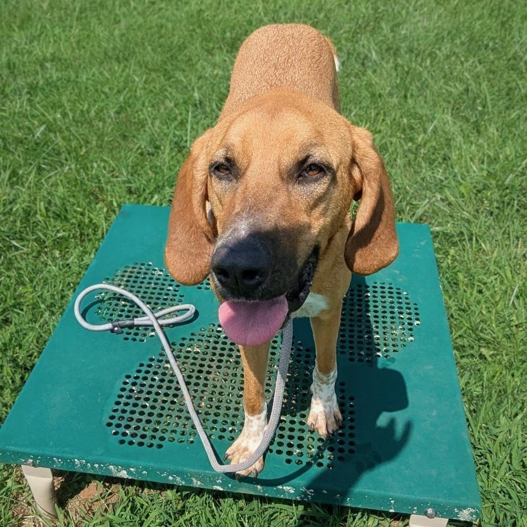 Lu, Adoptable, Adult Female Hound.