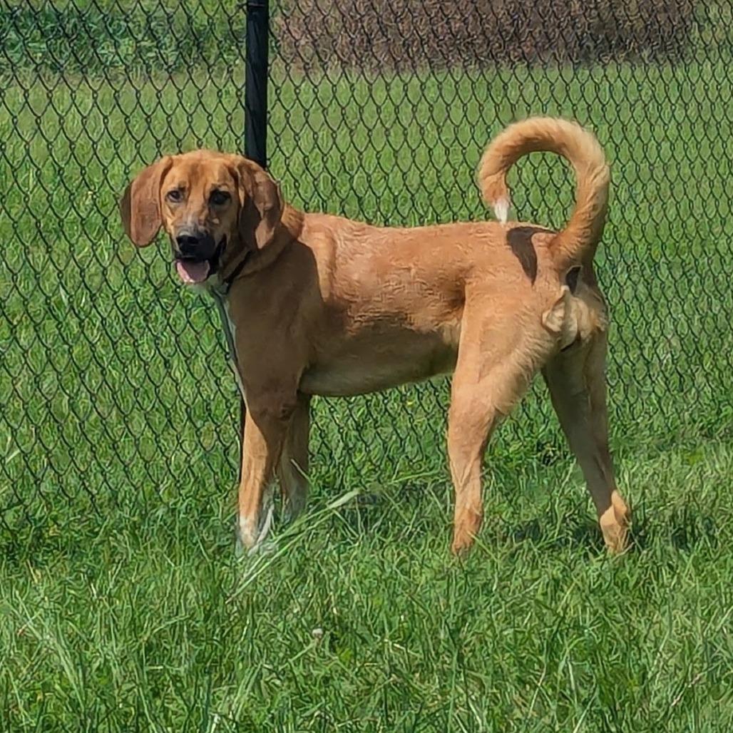 Enlarge Lu, a Adoptable Hound in Winchester, TN image 2/6