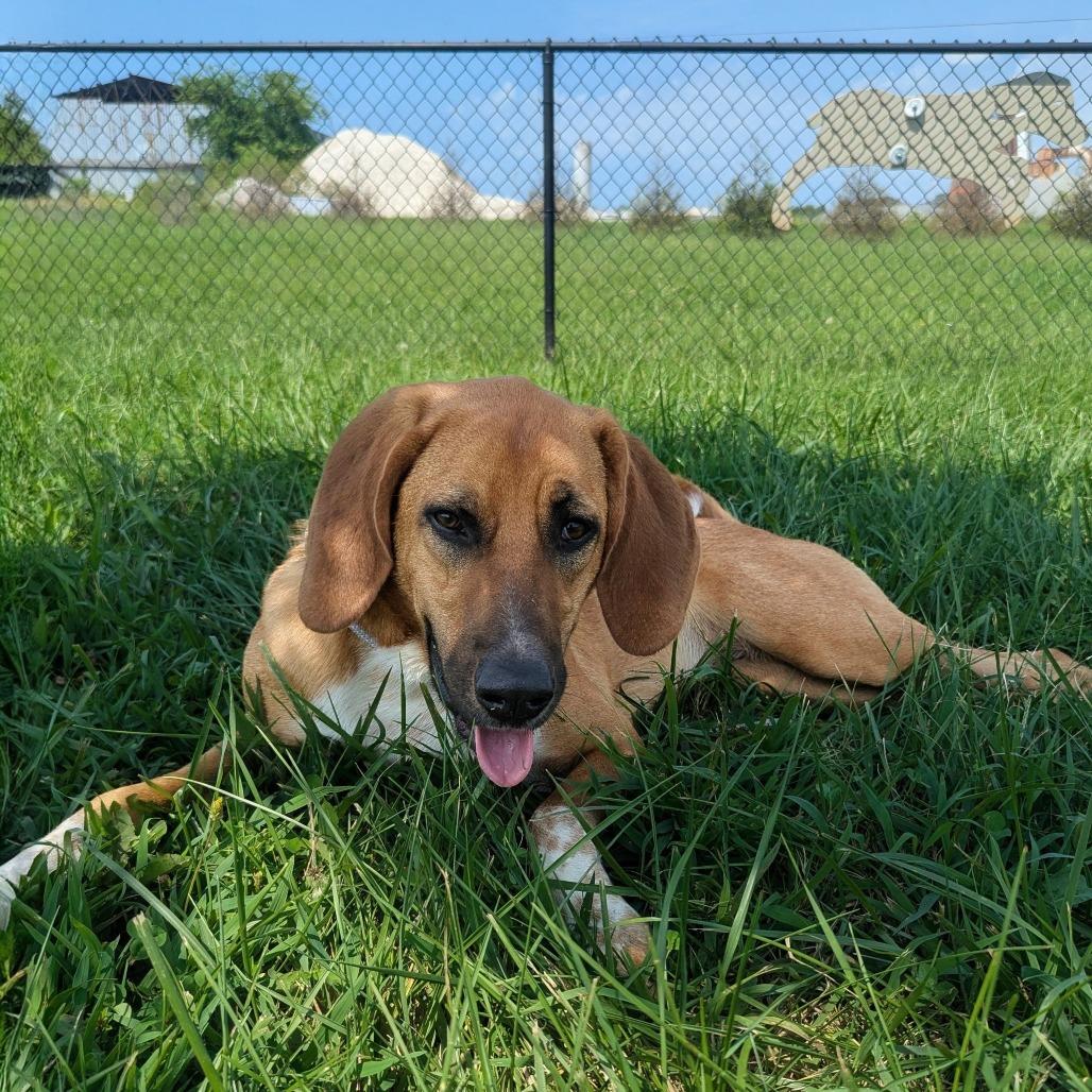 Enlarge Lu, a Adoptable Hound in Winchester, TN image 3/6