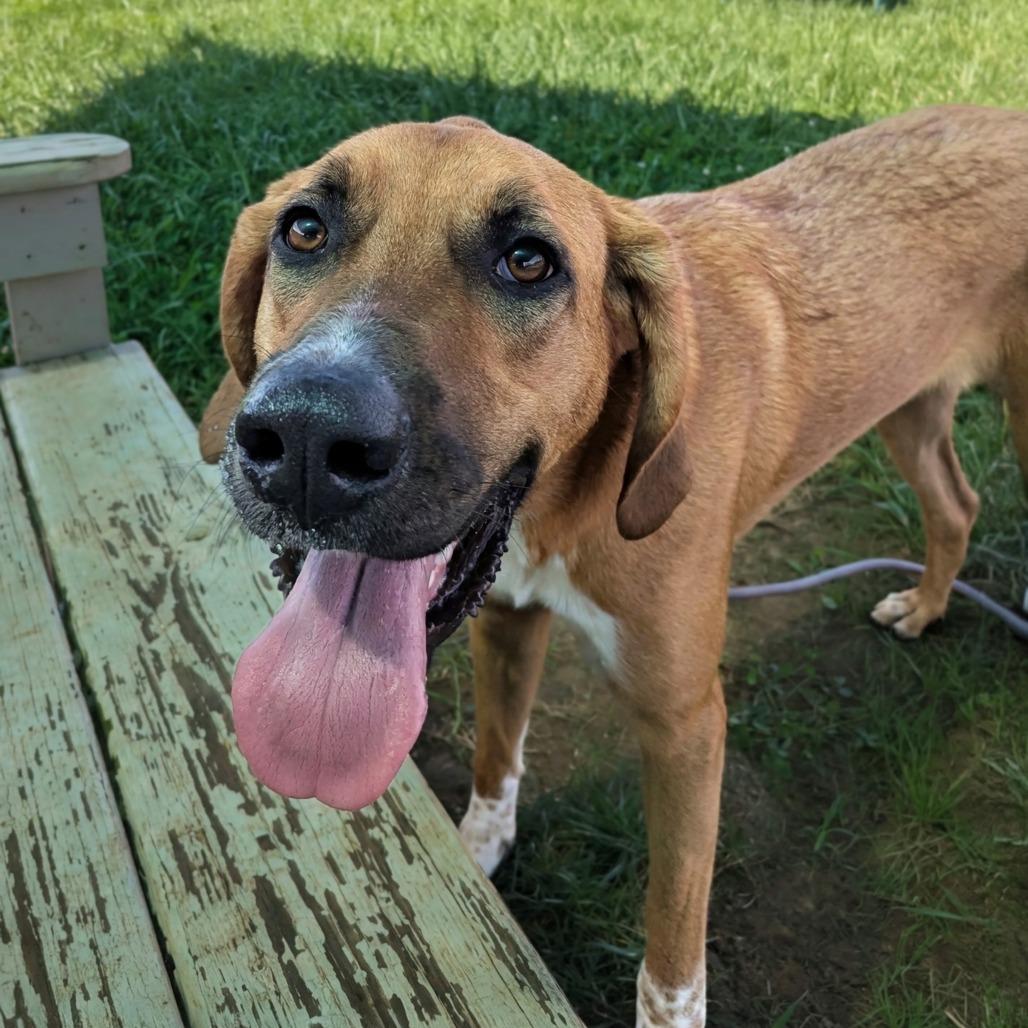 Enlarge Lu, a Adoptable Hound in Winchester, TN image 4/6