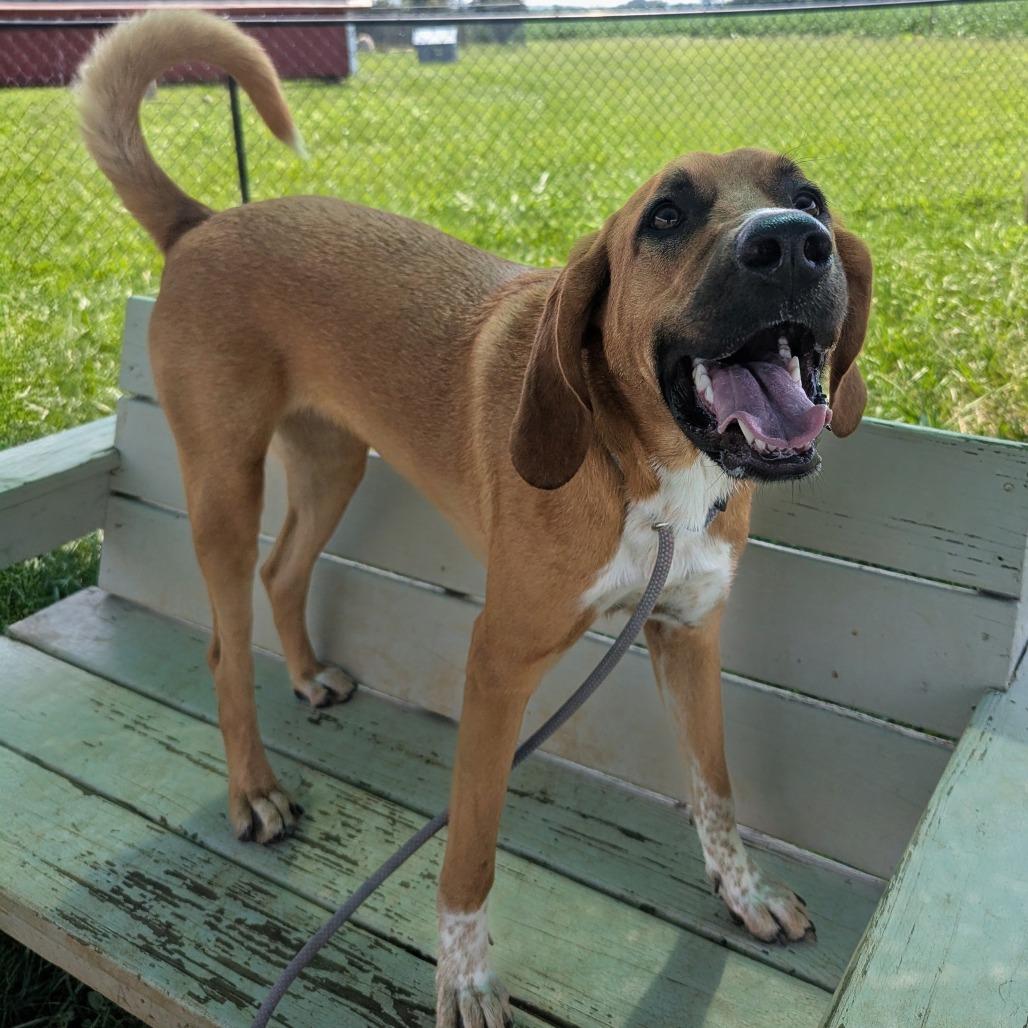 Enlarge Lu, a Adoptable Hound in Winchester, TN image 5/6