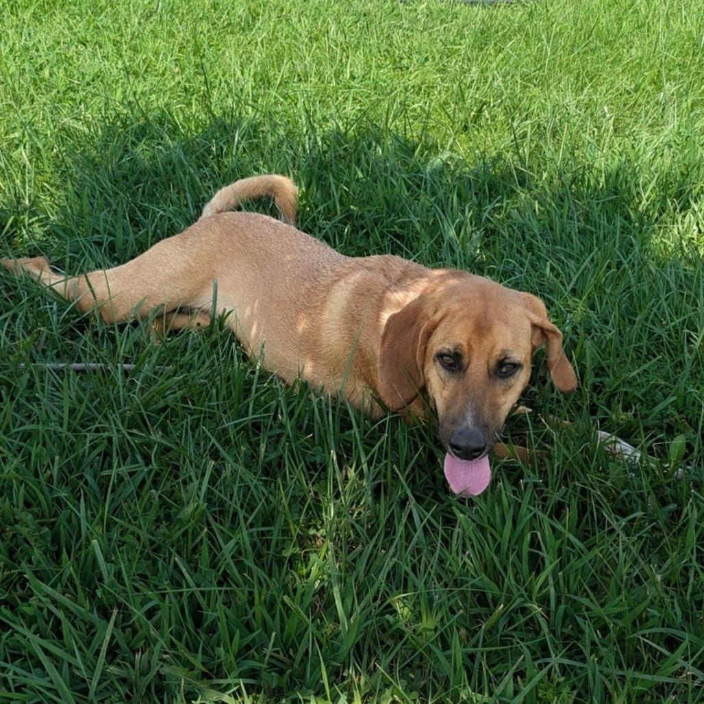 Enlarge Lu, a Adoptable Hound in Winchester, TN image 6/6