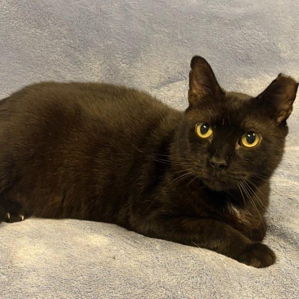 Blackie, a Adoptable Domestic Short Hair in Brooklyn, NY image 4/5