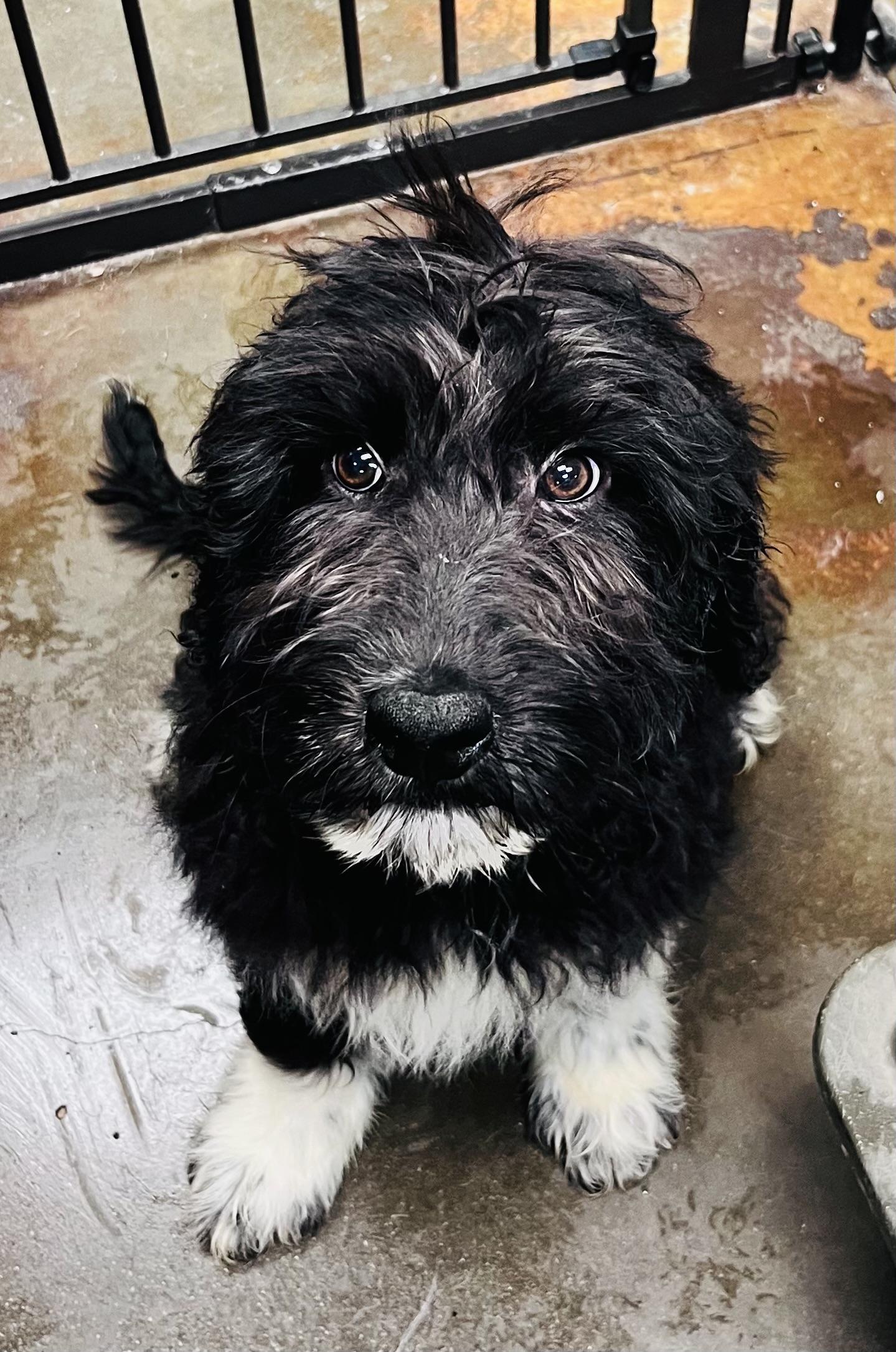 Timmy, ADOPTABLE, Puppy Male Goldendoodle.