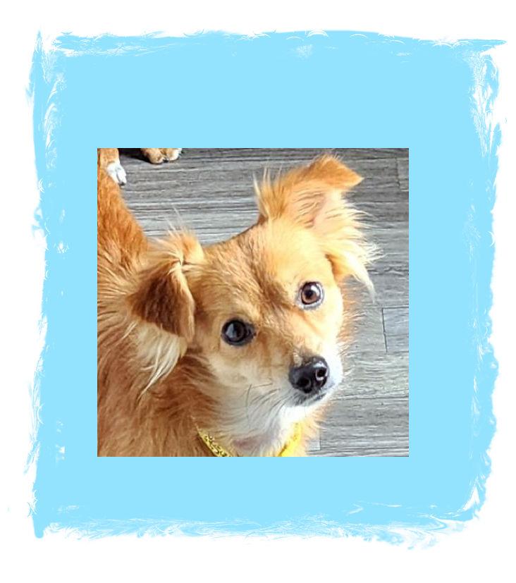 Charlie, a Adoptable mixed breed in Lake Geneva, WI image 4/6