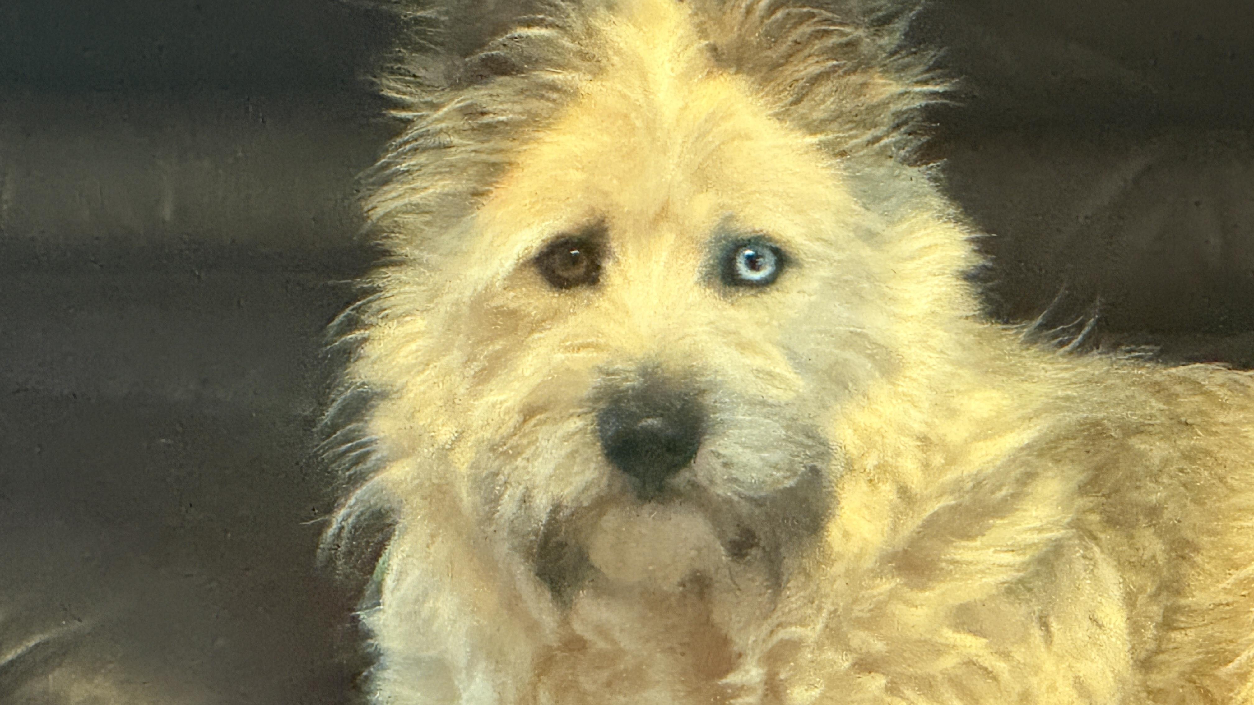 Enlarge Lola, a Adoptable mixed breed in Windsor, CO image 2/6