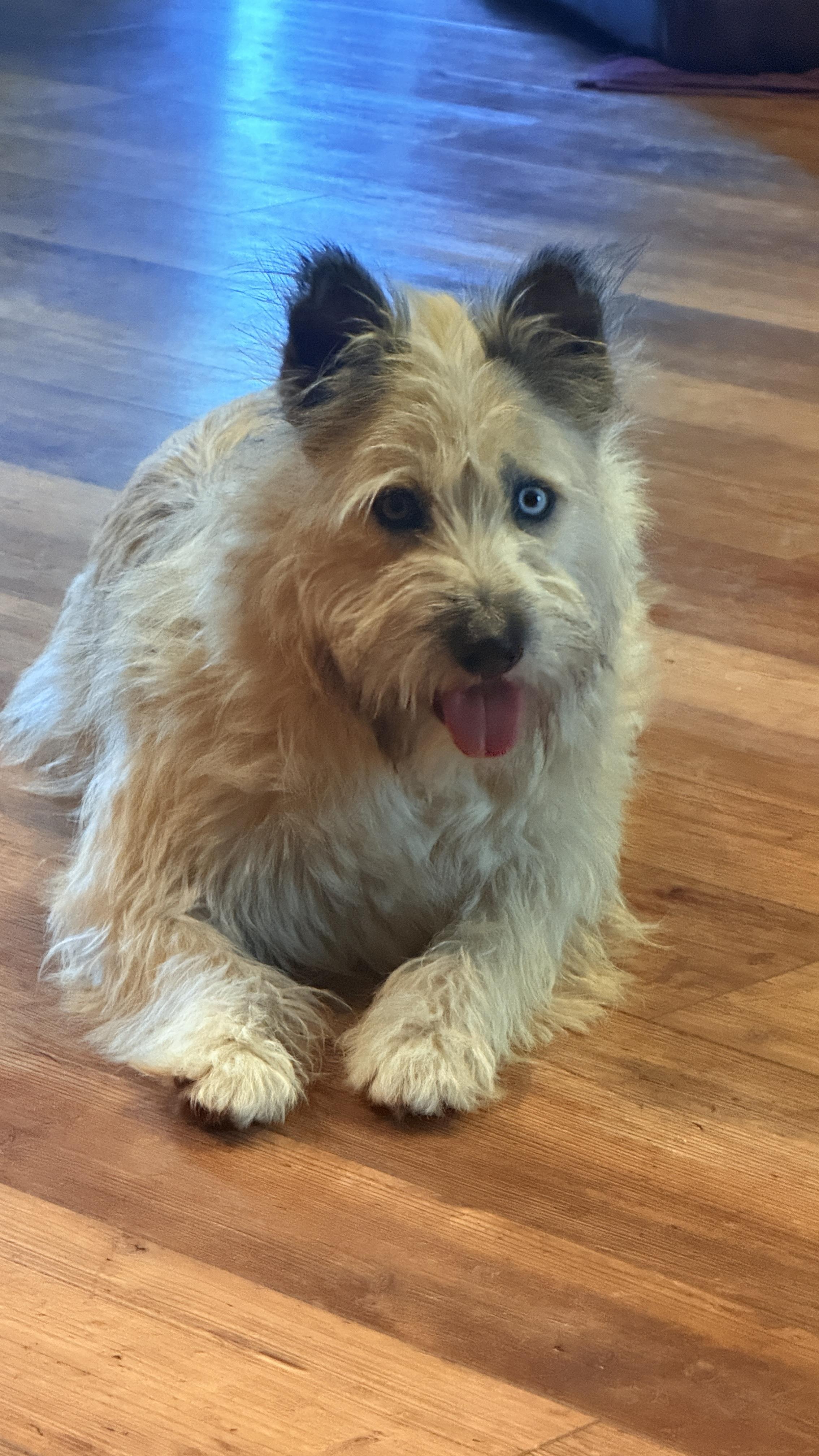 Enlarge Lola, a Adoptable mixed breed in Windsor, CO image 5/6