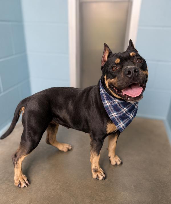 Enlarge Reba, a Adoptable mixed breed in Lafayette, LA image 1/1