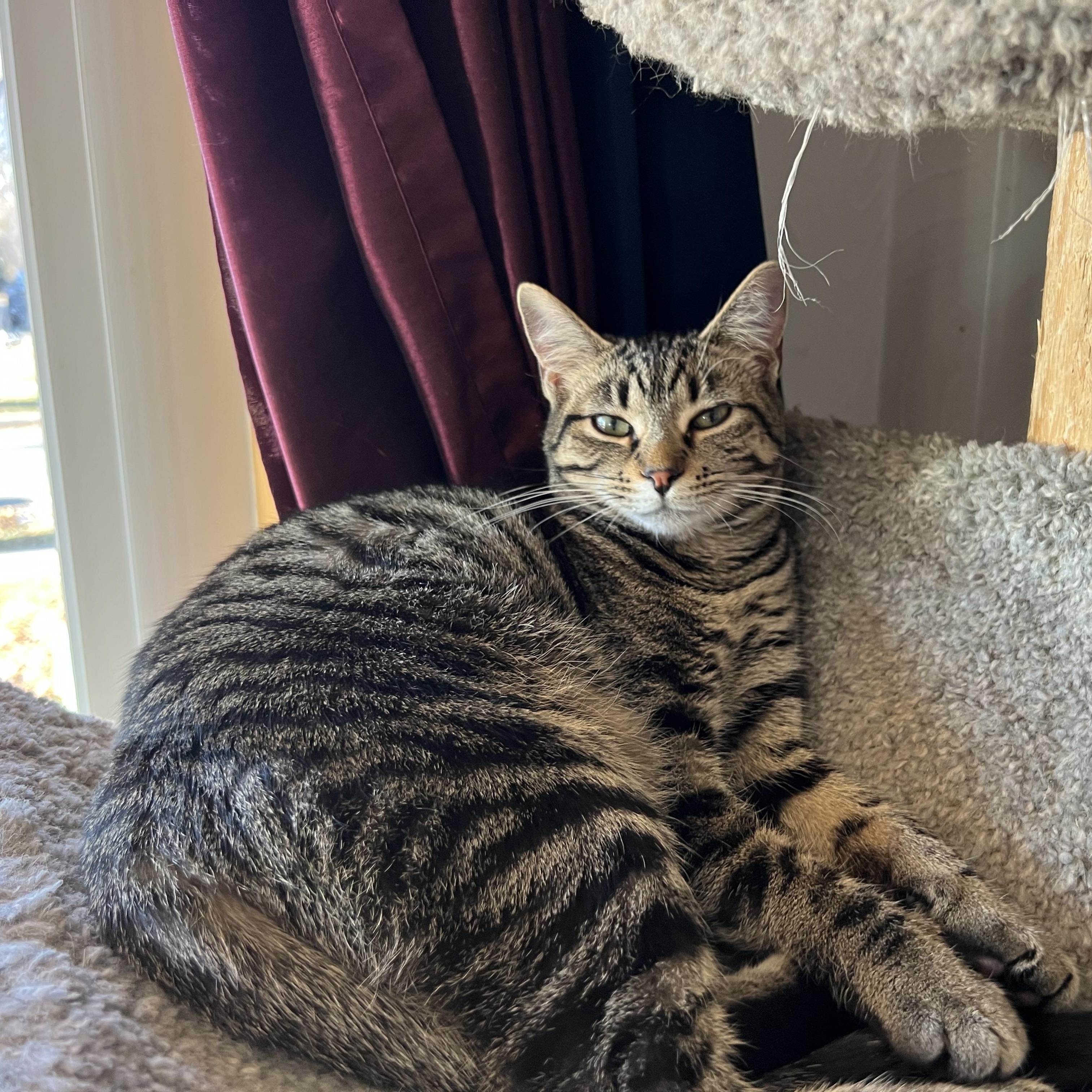 Sam, ADOPTABLE, Kitten Male Domestic Short Hair.