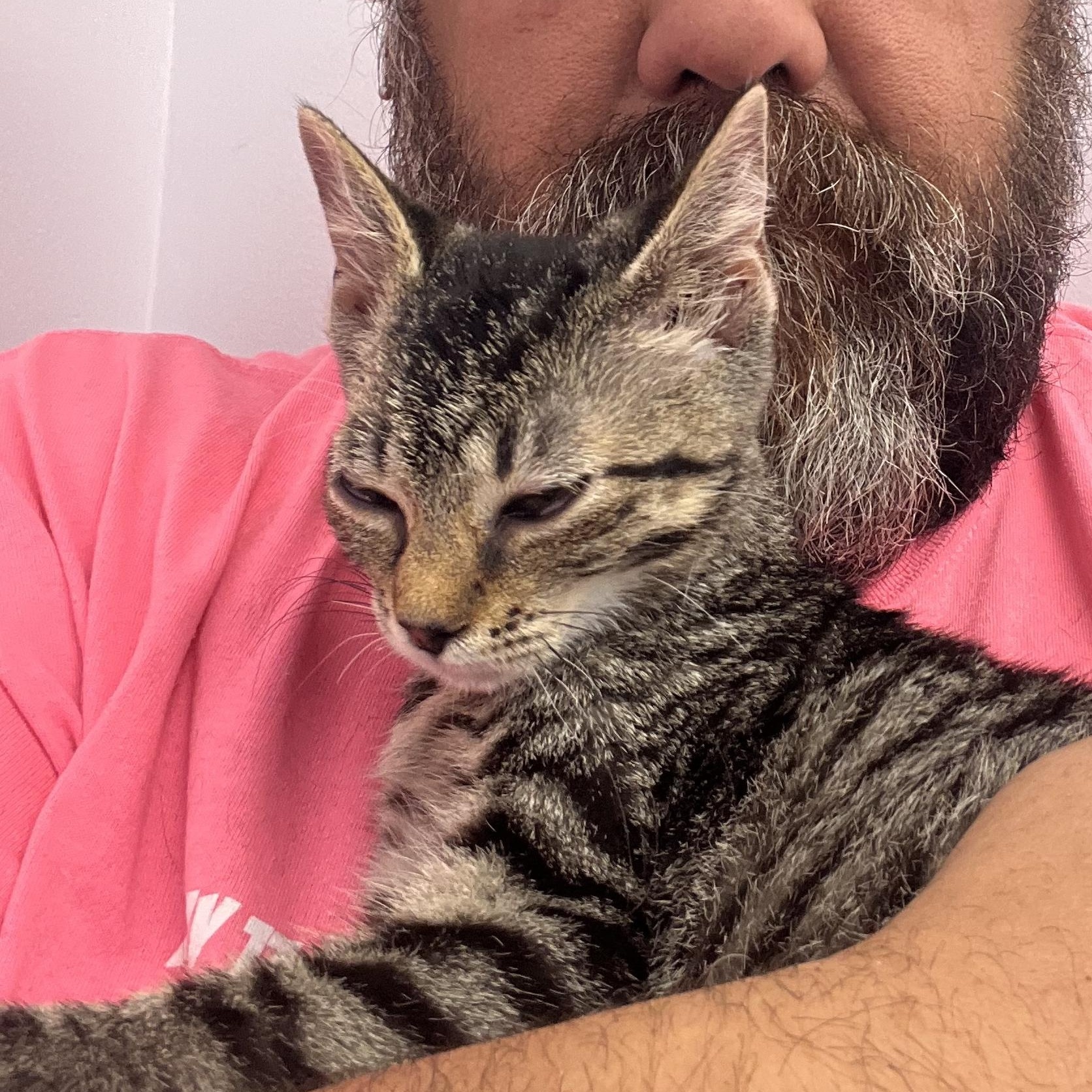 Enlarge Sam, a ADOPTABLE Domestic Short Hair in Royal Oak, MI image 2/3