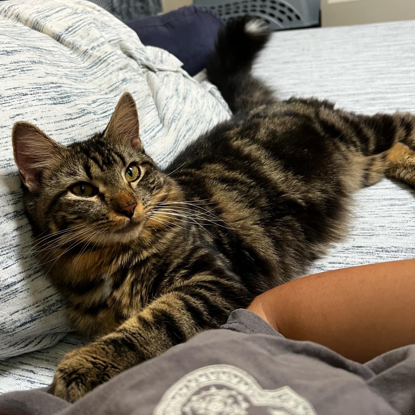 Enlarge Ciabatta, a Adoptable Tiger in New Bedford, MA image 4/6