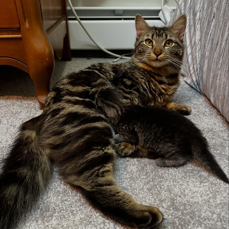 Enlarge Ciabatta, a Adoptable Tiger in New Bedford, MA image 6/6