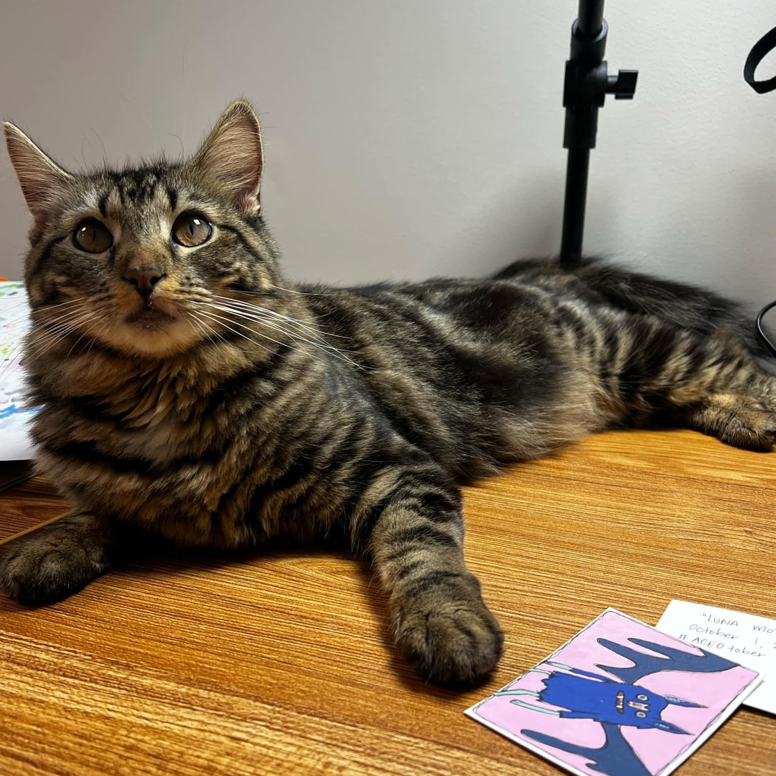 Enlarge Ciabatta, a Adoptable Tiger in New Bedford, MA image 5/6