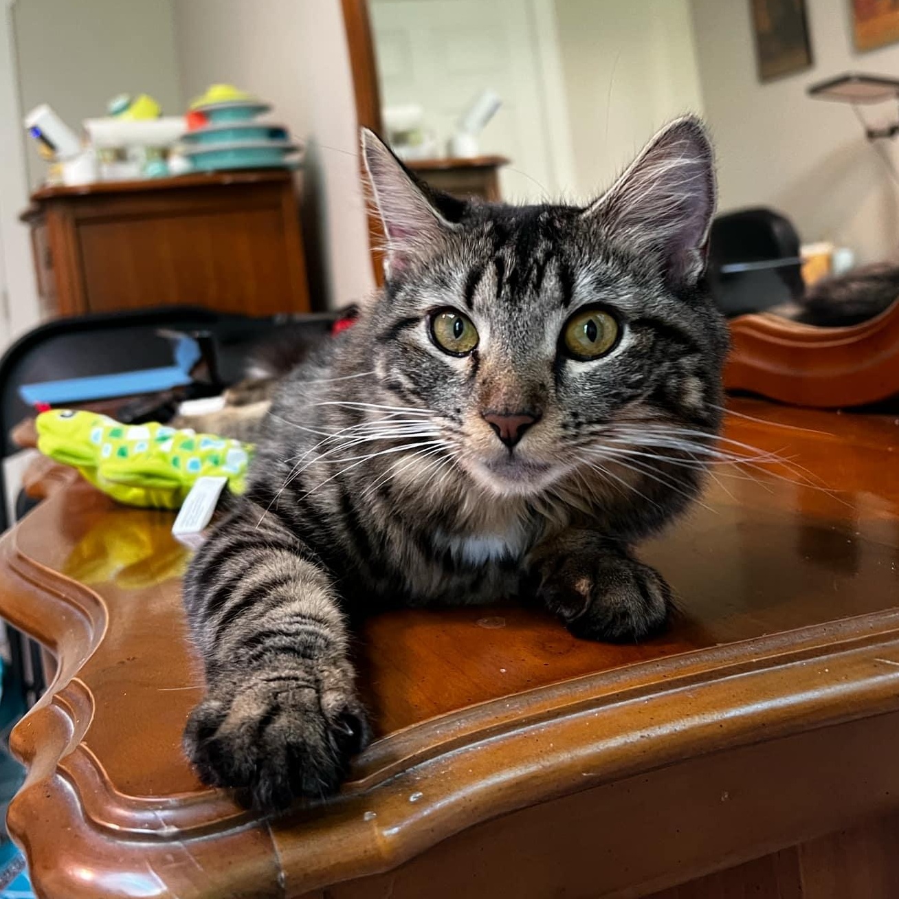 Enlarge Ciabatta, a Adoptable Tiger in New Bedford, MA image 3/6