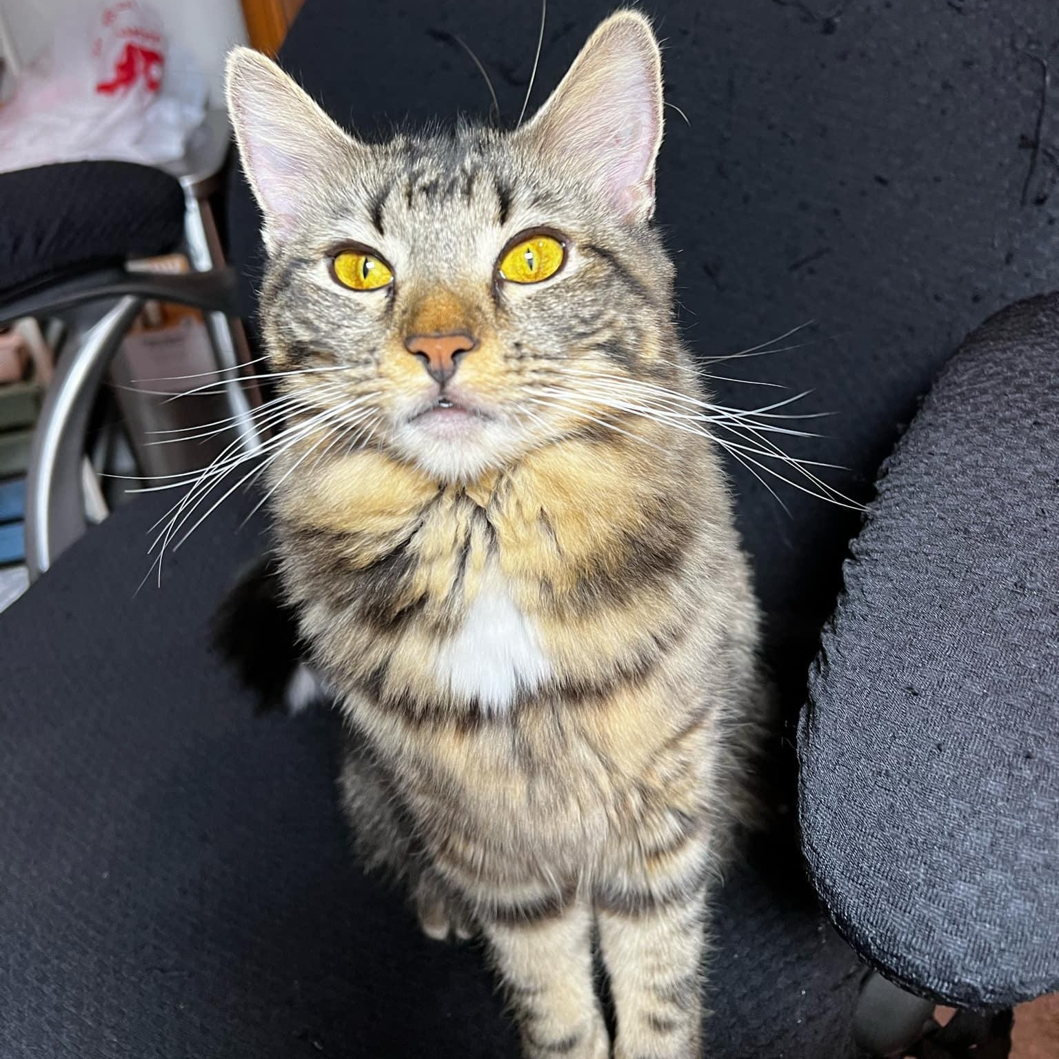 Enlarge Ciabatta, a Adoptable Tiger in New Bedford, MA image 1/6