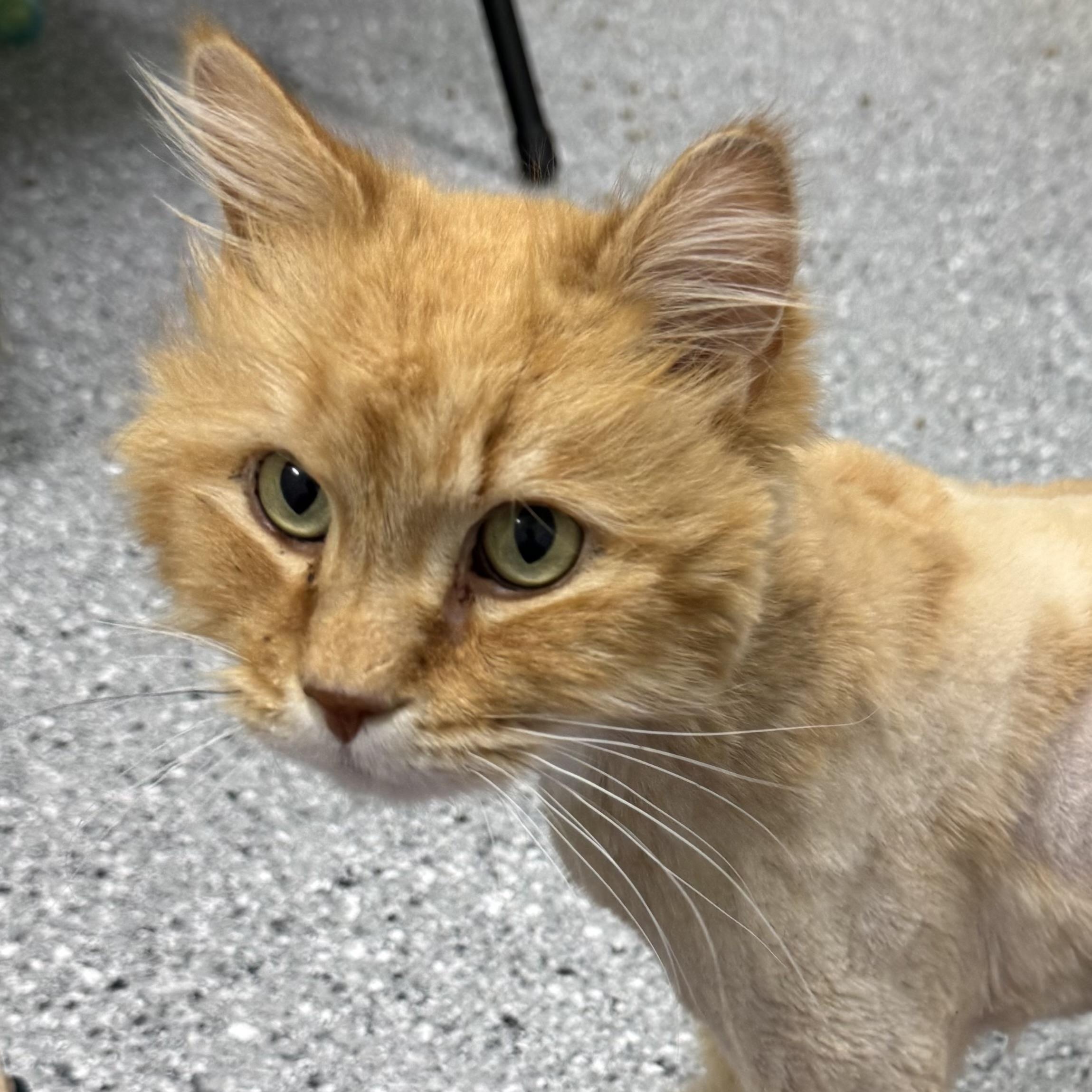 Cecil, an adoptable Domestic Long Hair in Morris, MN, 56267 | Photo Image 1