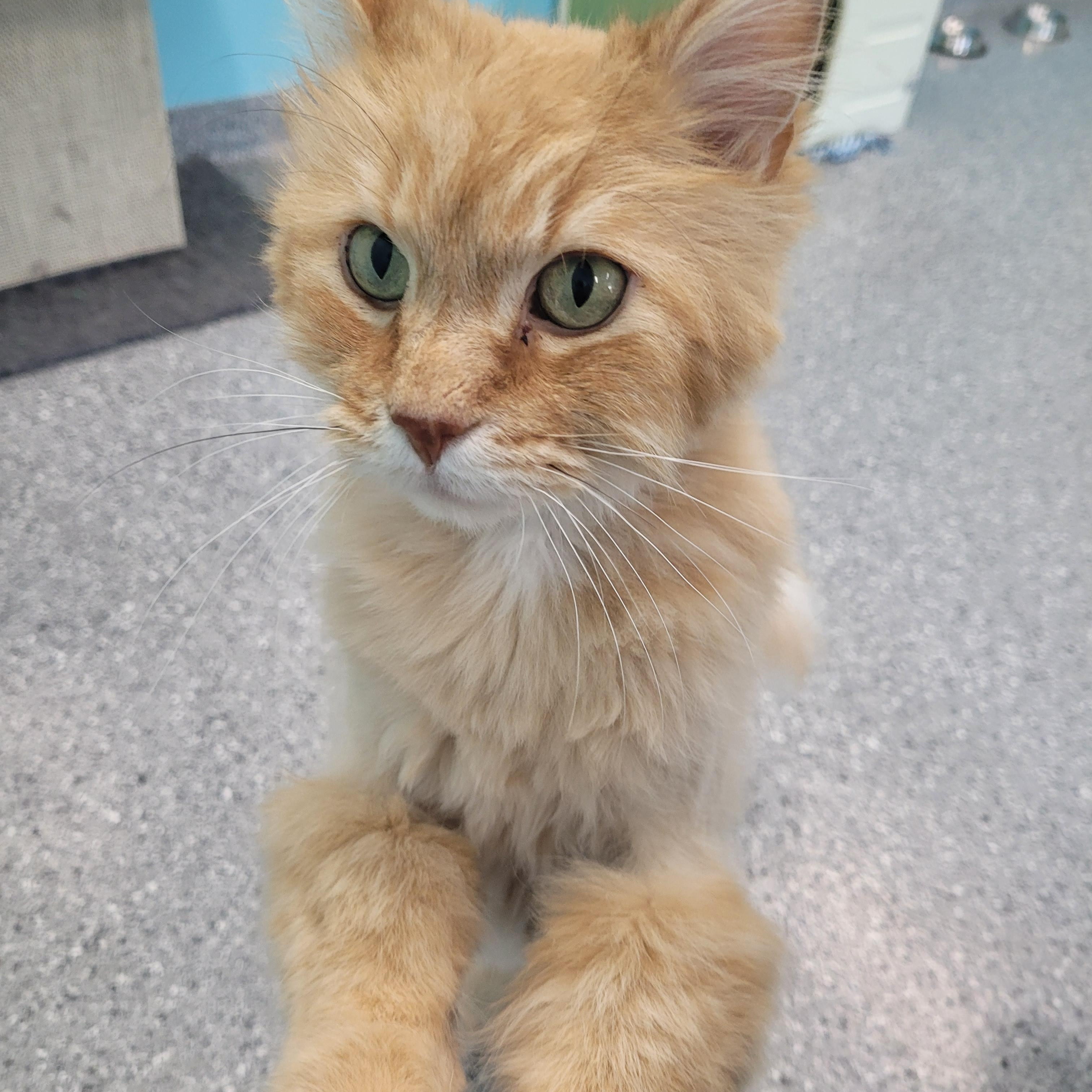 Cecil, an adoptable Domestic Long Hair in Morris, MN, 56267 | Photo Image 2