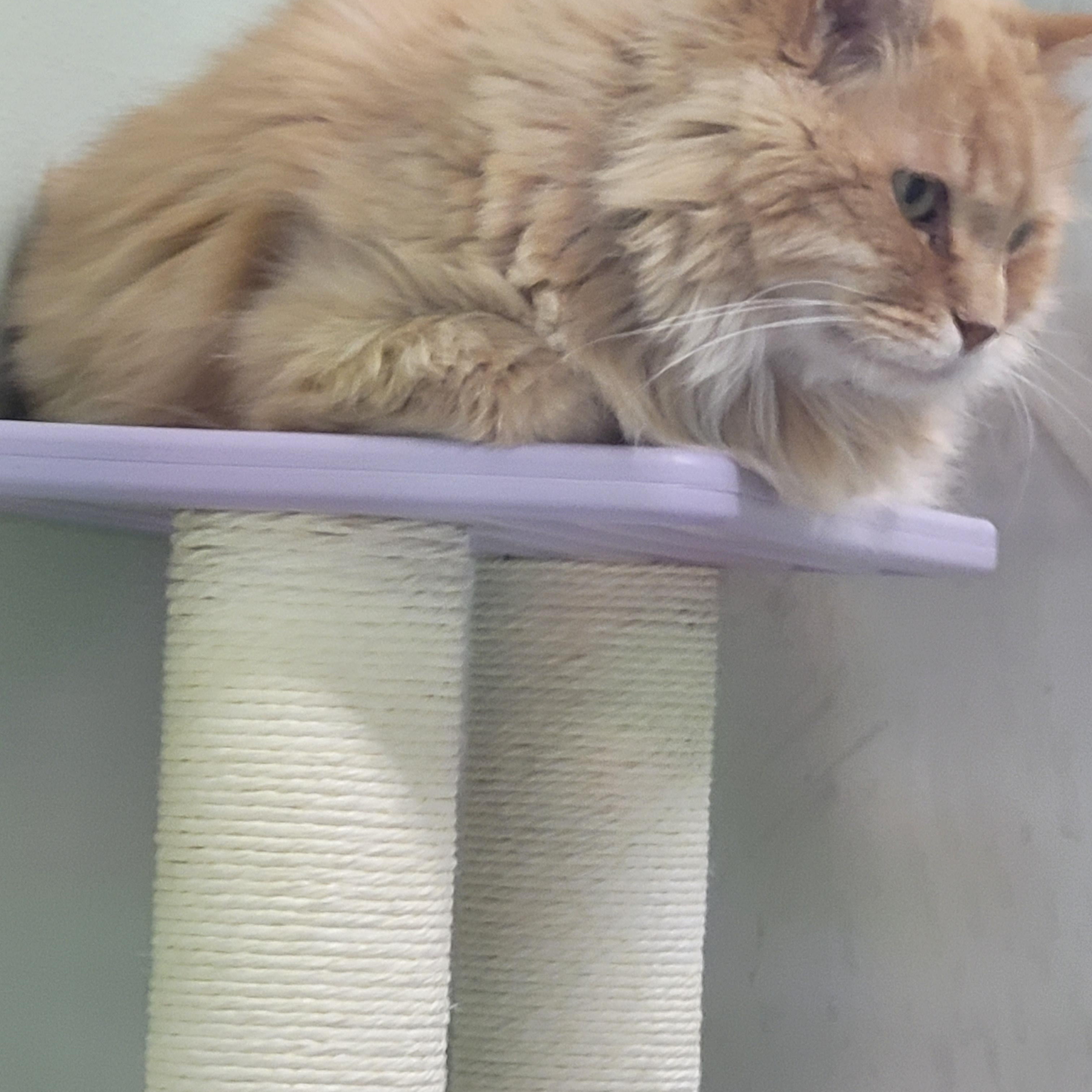 Cecil, an adoptable Domestic Long Hair in Morris, MN, 56267 | Photo Image 1