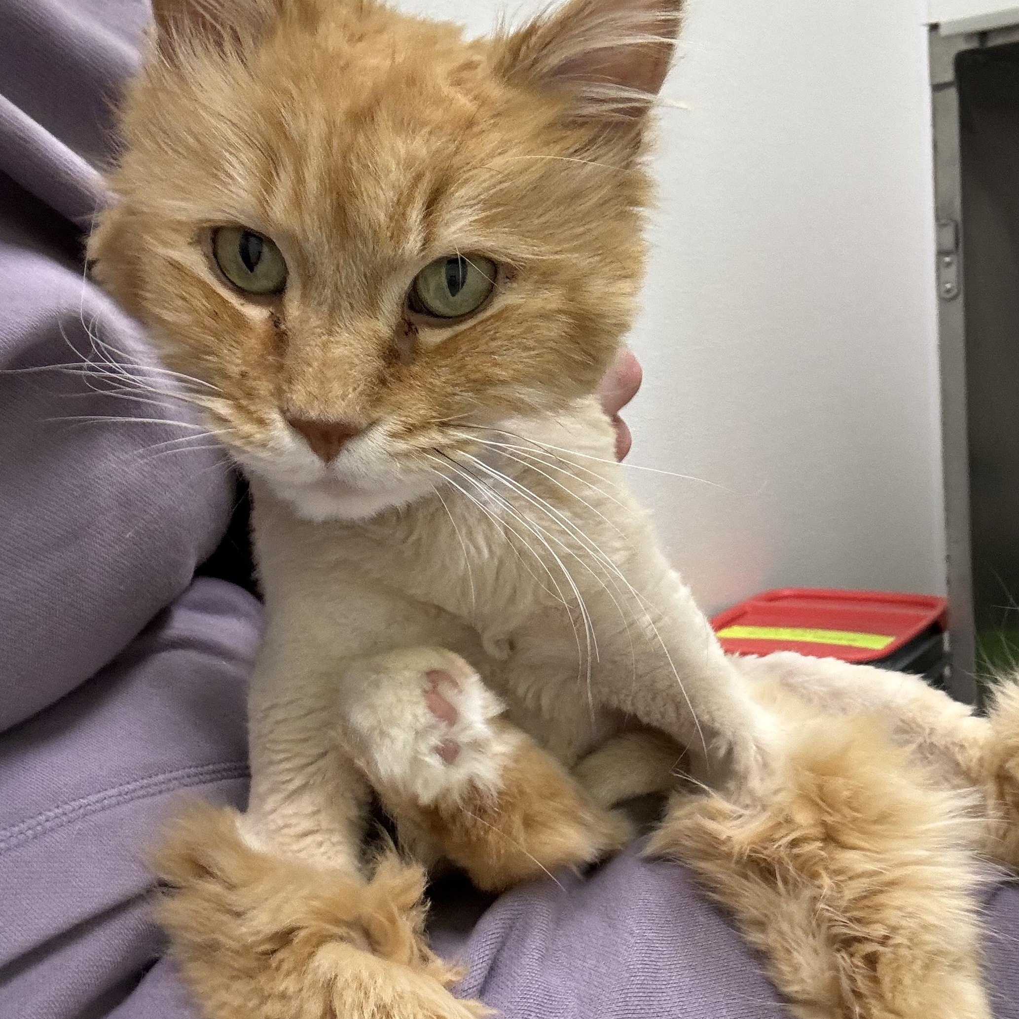 Cecil, an adoptable Domestic Long Hair in Morris, MN, 56267 | Photo Image 4