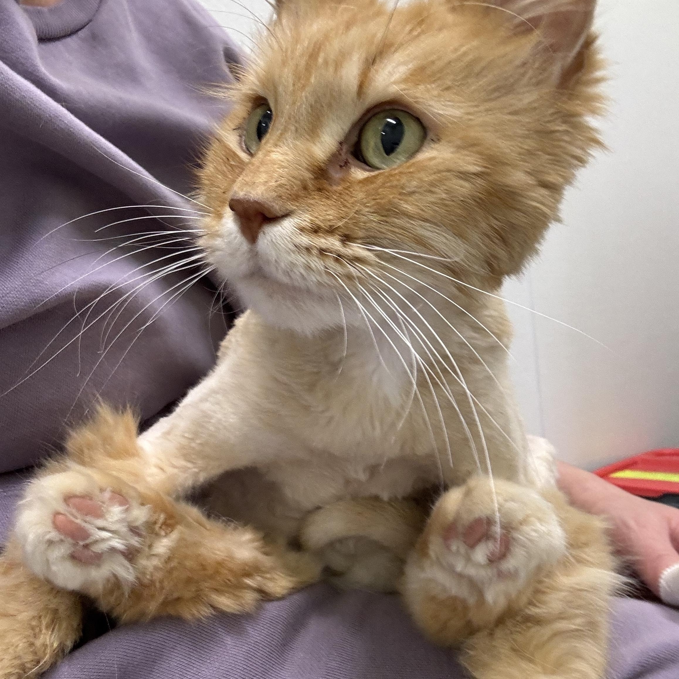Cecil, an adoptable Domestic Long Hair in Morris, MN, 56267 | Photo Image 6