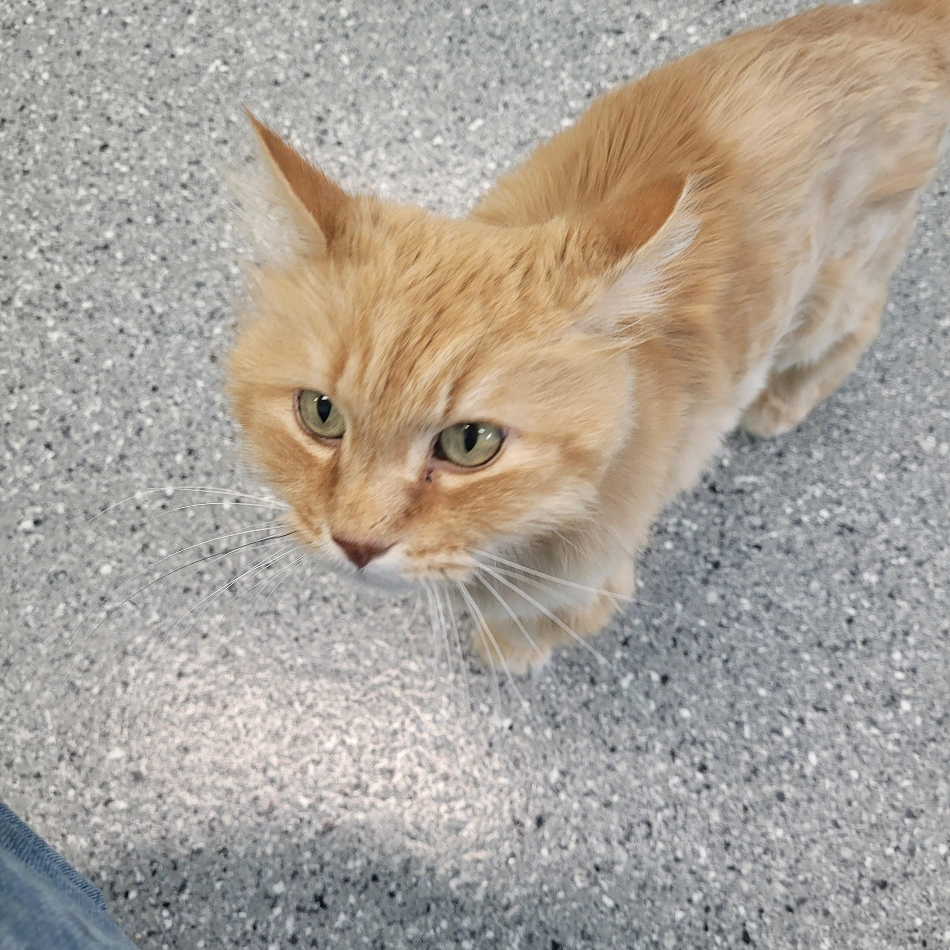 Cecil, an adoptable Domestic Long Hair in Morris, MN, 56267 | Photo Image 3