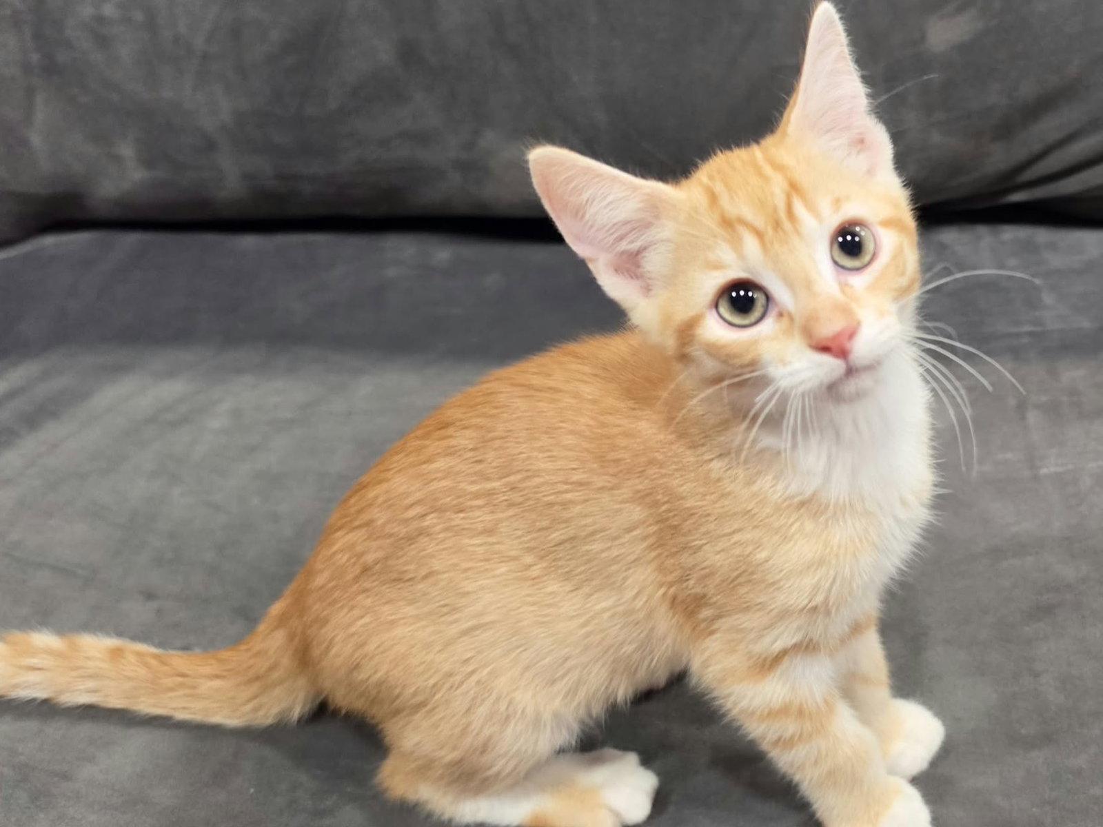 Sonny - SEE ME @ PETCO! photo