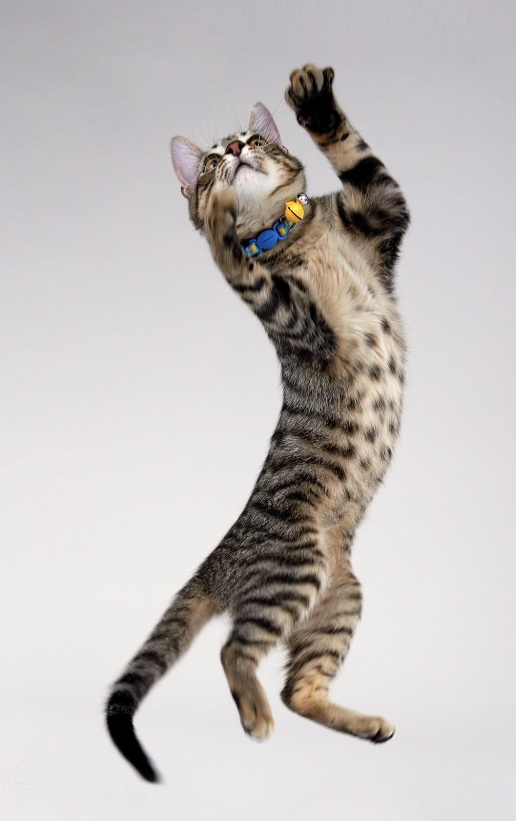 Enlarge Dash - Energetic & entertaining kitten!, a ADOPTABLE Domestic Short Hair in League City, TX image 3/6