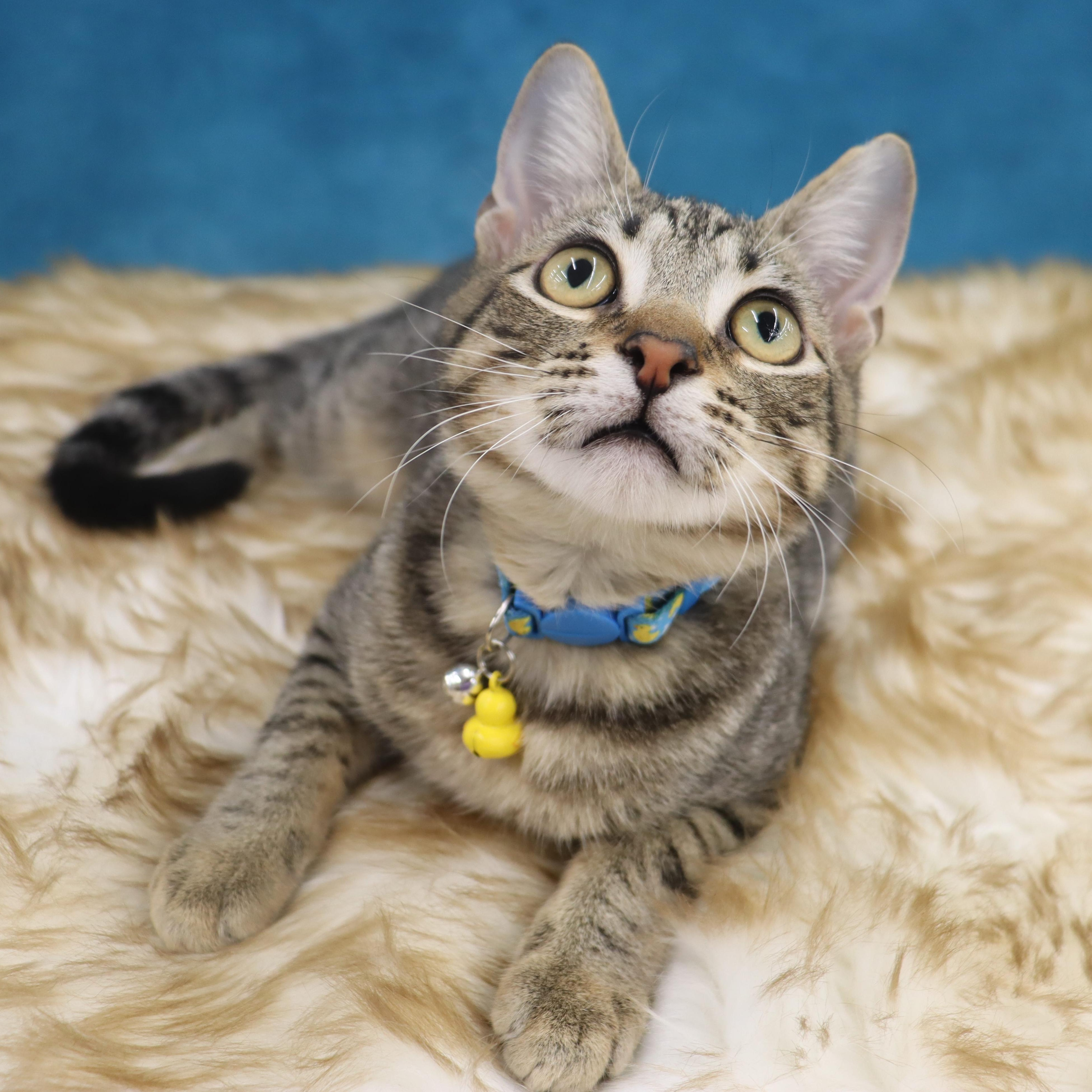 Enlarge Dash - Energetic & entertaining kitten!, a ADOPTABLE Domestic Short Hair in League City, TX image 5/6