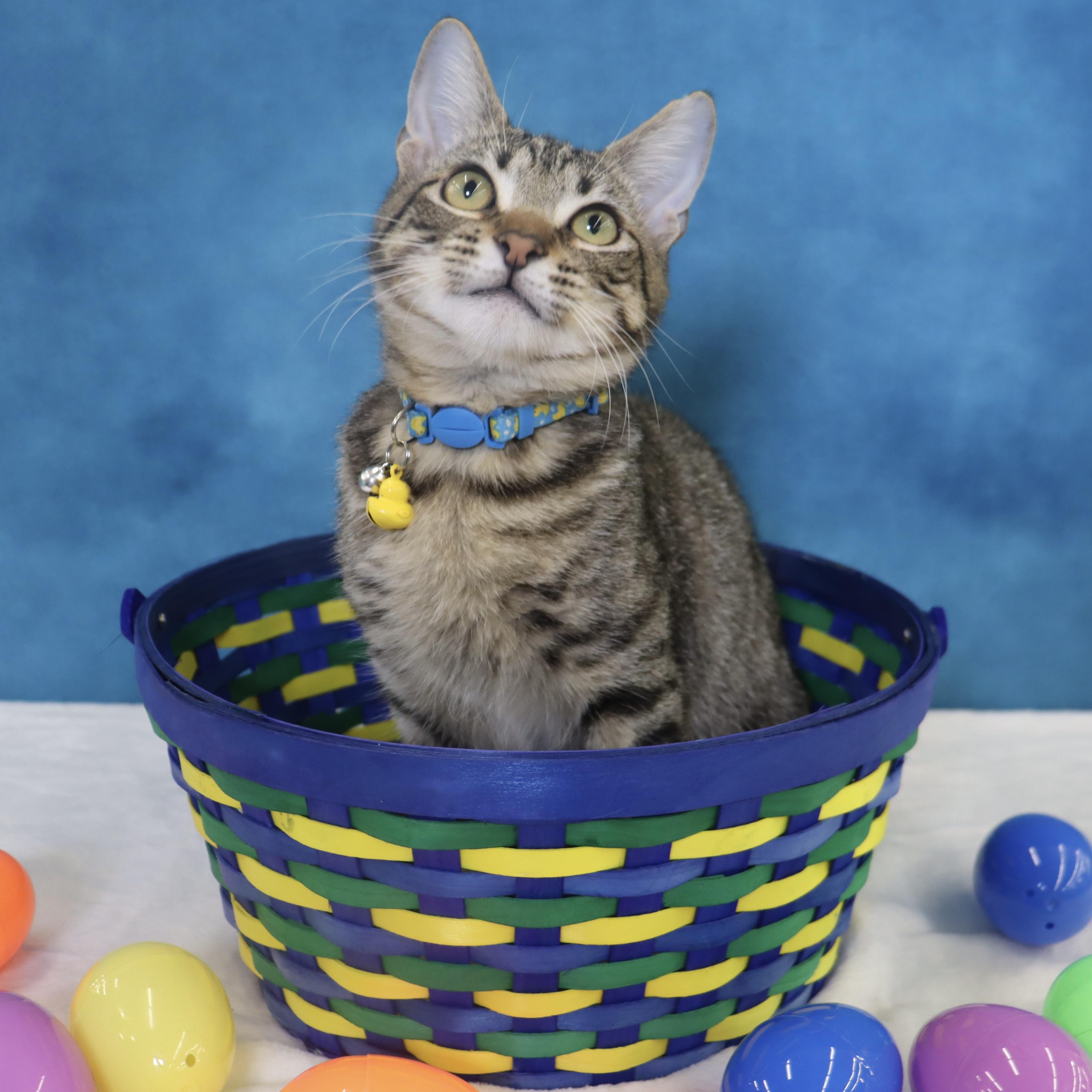 Enlarge Dash - Energetic & entertaining kitten!, a ADOPTABLE Domestic Short Hair in League City, TX image 2/6