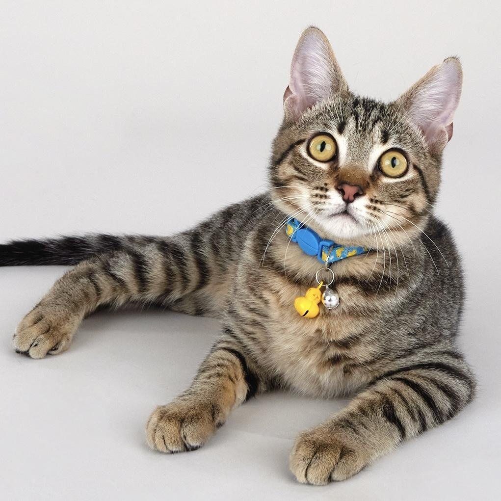 Enlarge Dash - Energetic & entertaining kitten!, a ADOPTABLE Domestic Short Hair in League City, TX image 1/6