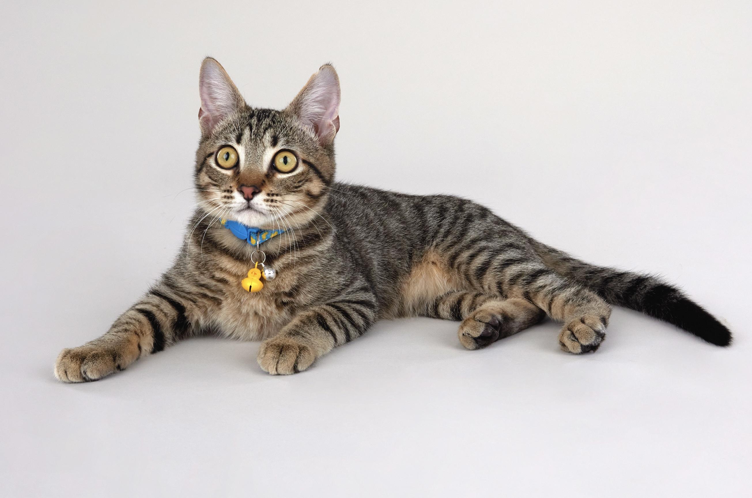 Enlarge Dash - Energetic & entertaining kitten!, a ADOPTABLE Domestic Short Hair in League City, TX image 4/6