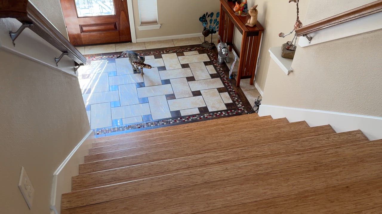 Enlarge Dash - Energetic & entertaining kitten!, a ADOPTABLE Domestic Short Hair in League City, TX video 6/6