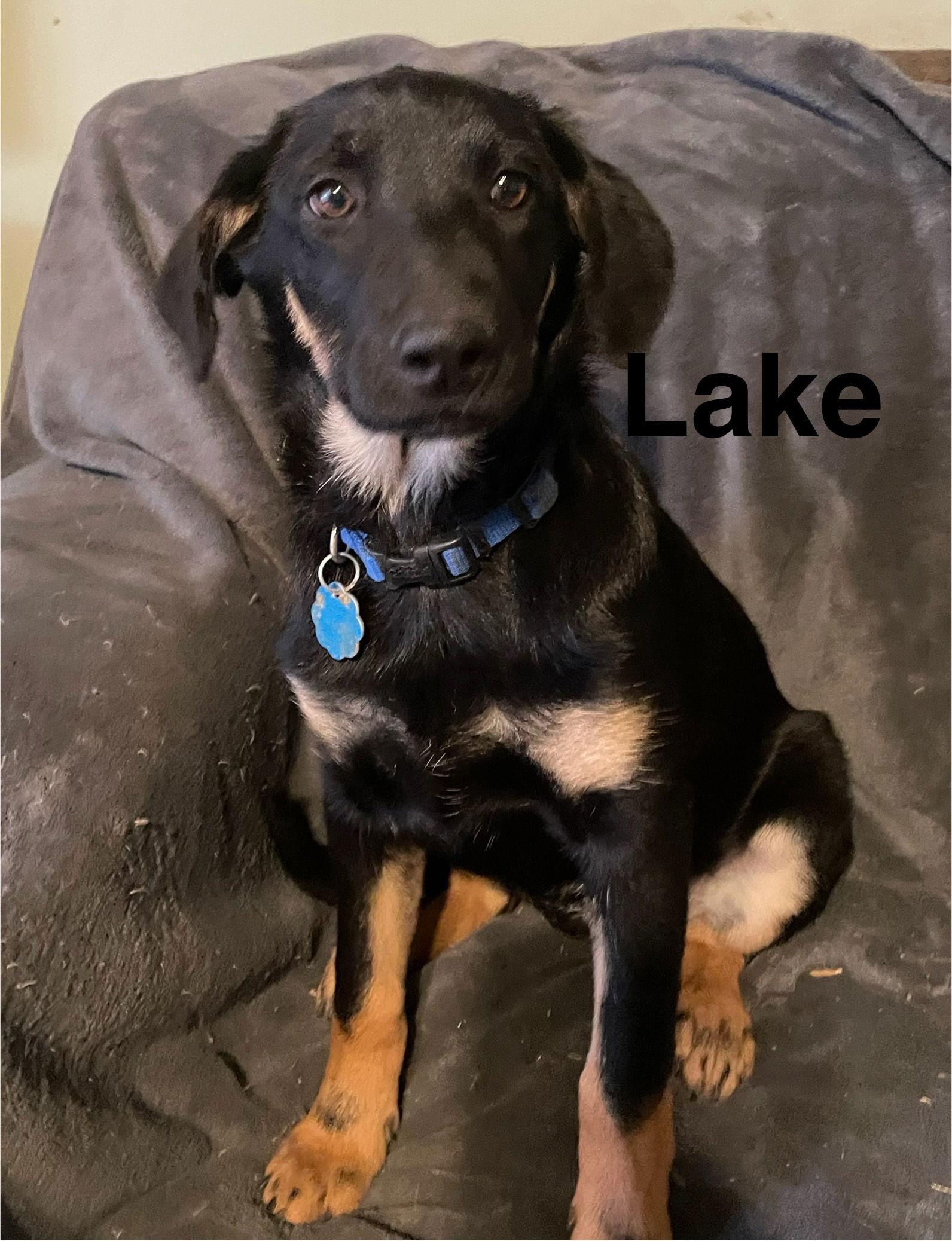 Enlarge Lake, a Adoptable German Shepherd Dog in Topeka, KS image 1/1