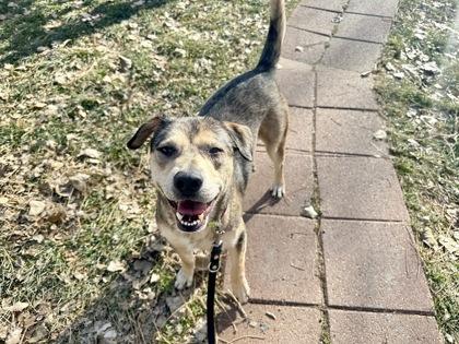 Enlarge Ben, a Adoptable mixed breed in Boulder, CO image 1/1