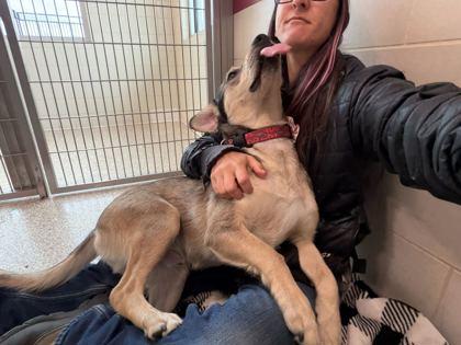 Enlarge Ben, a Adoptable mixed breed in Boulder, CO image 2/3