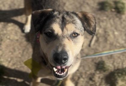 Enlarge Ben, a Adoptable mixed breed in Boulder, CO image 3/3