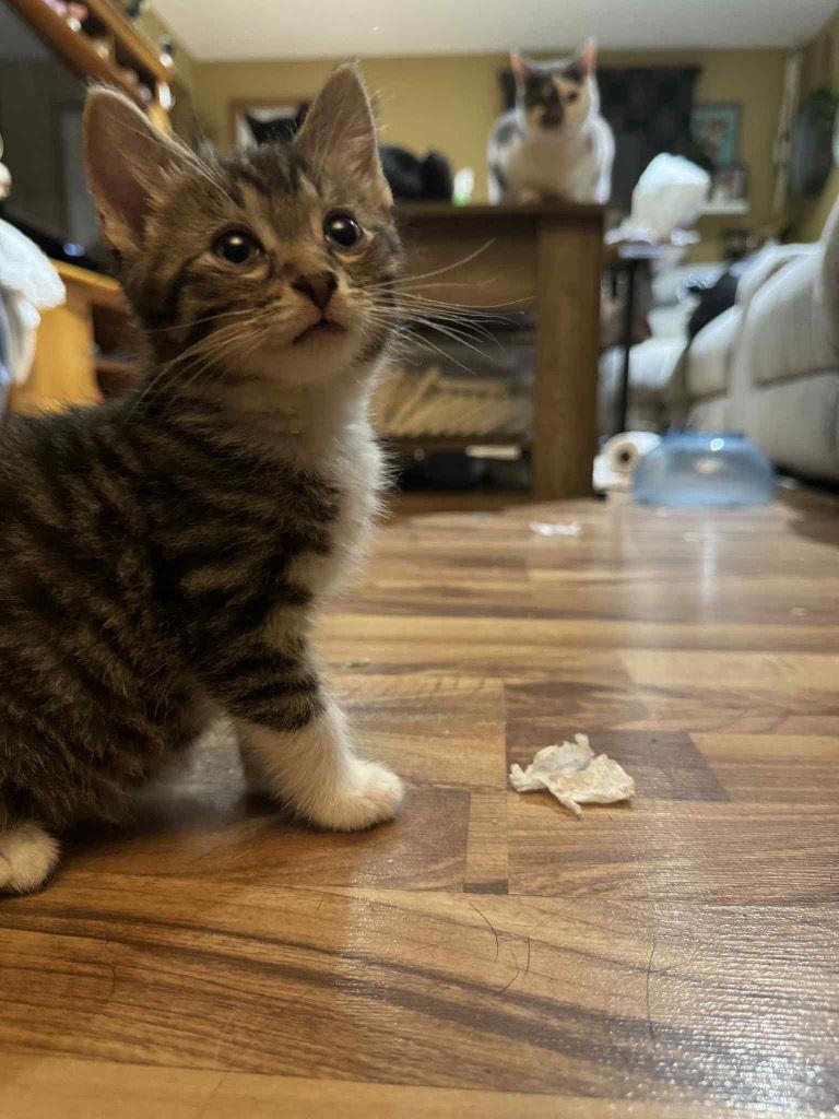 PHIL, Adoptable, Young Male Domestic Short Hair.