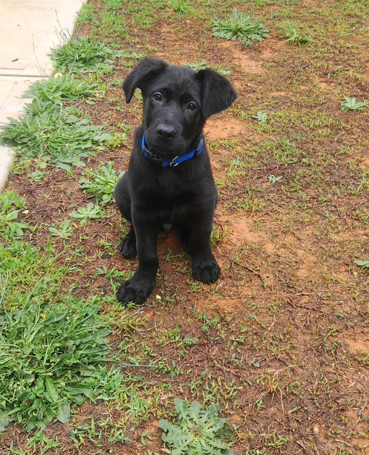 Enlarge Jet, a ADOPTABLE mixed breed in Denver, NC image 1/6