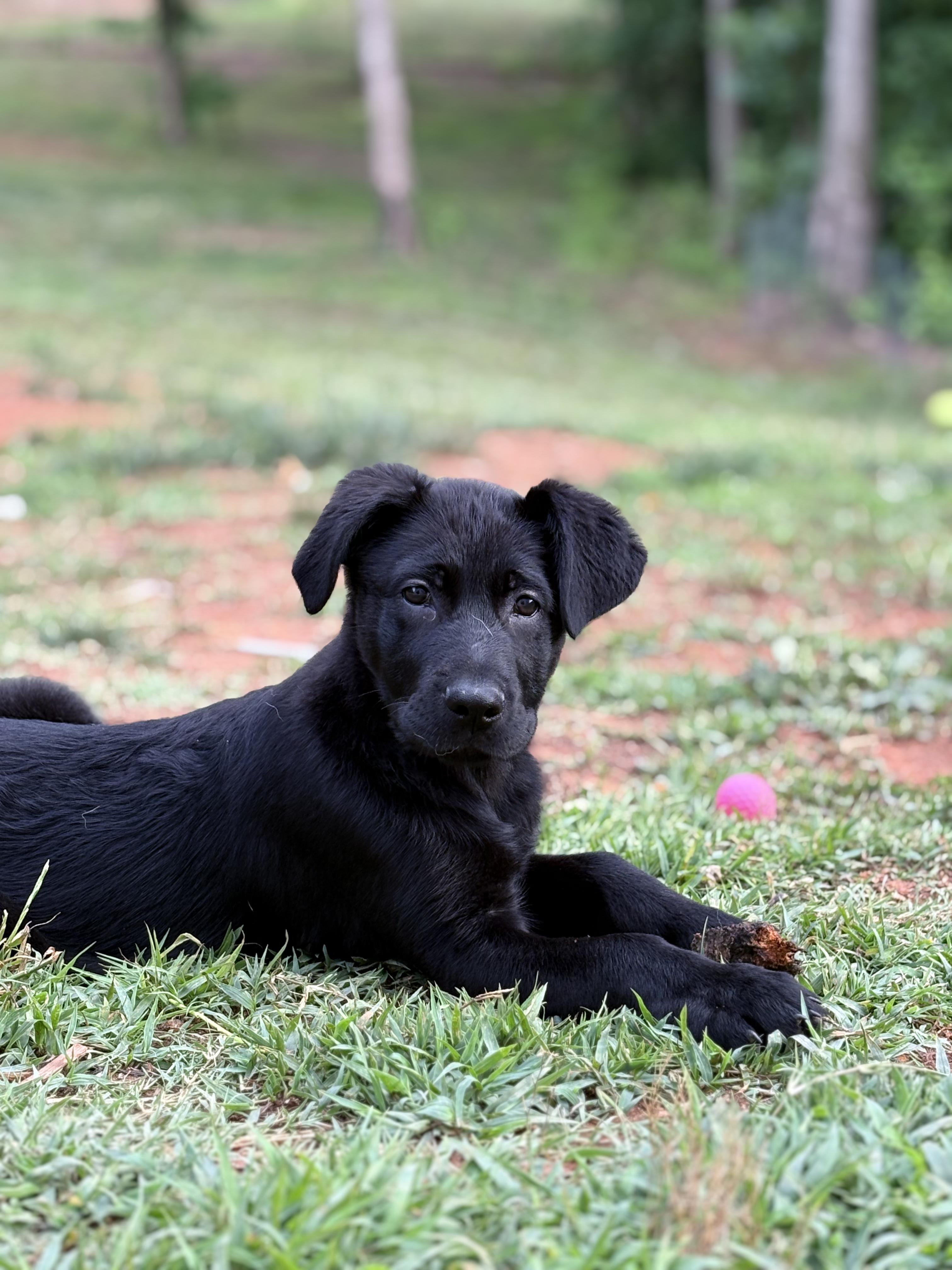 Enlarge Jet, a ADOPTABLE mixed breed in Denver, NC image 2/6