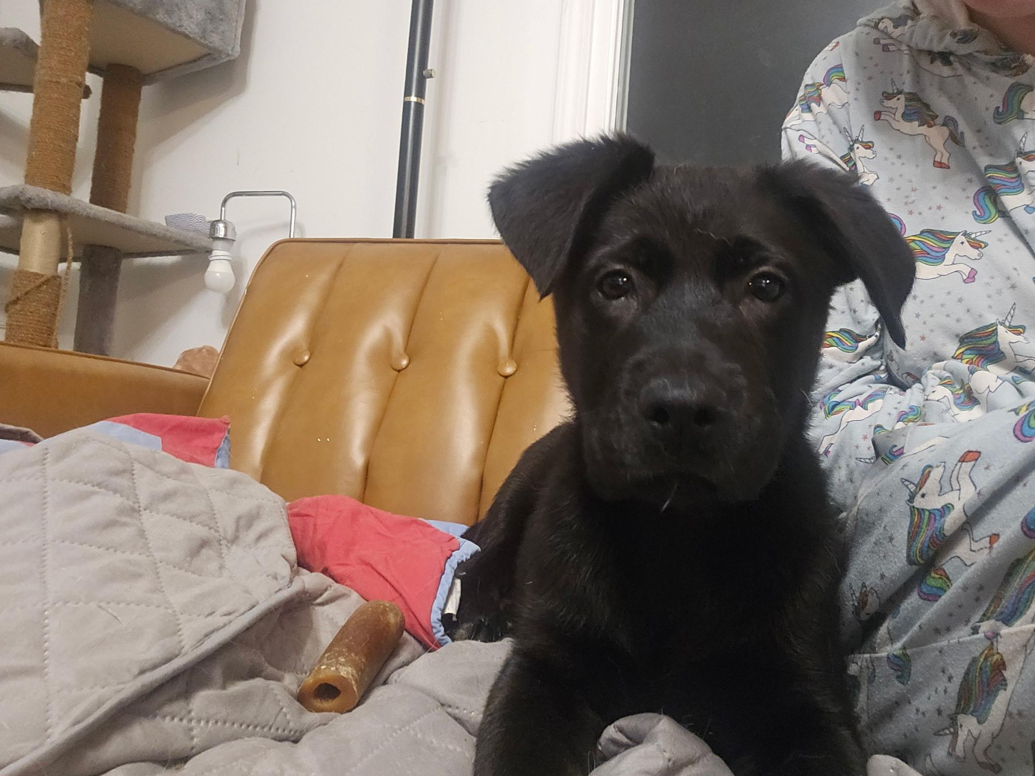 Enlarge Jet, a ADOPTABLE mixed breed in Denver, NC image 5/6