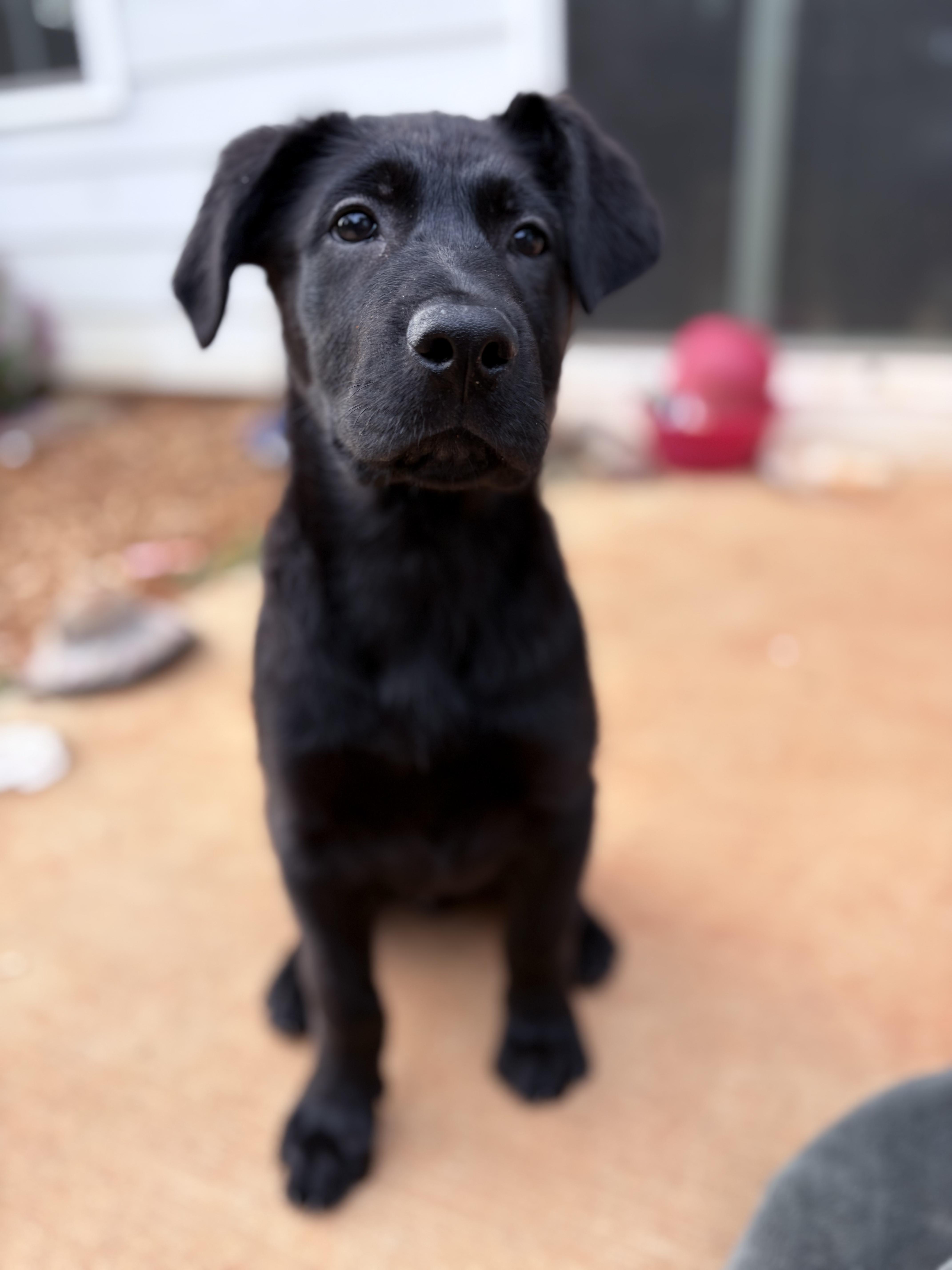 Enlarge Jet, a ADOPTABLE mixed breed in Denver, NC image 4/6