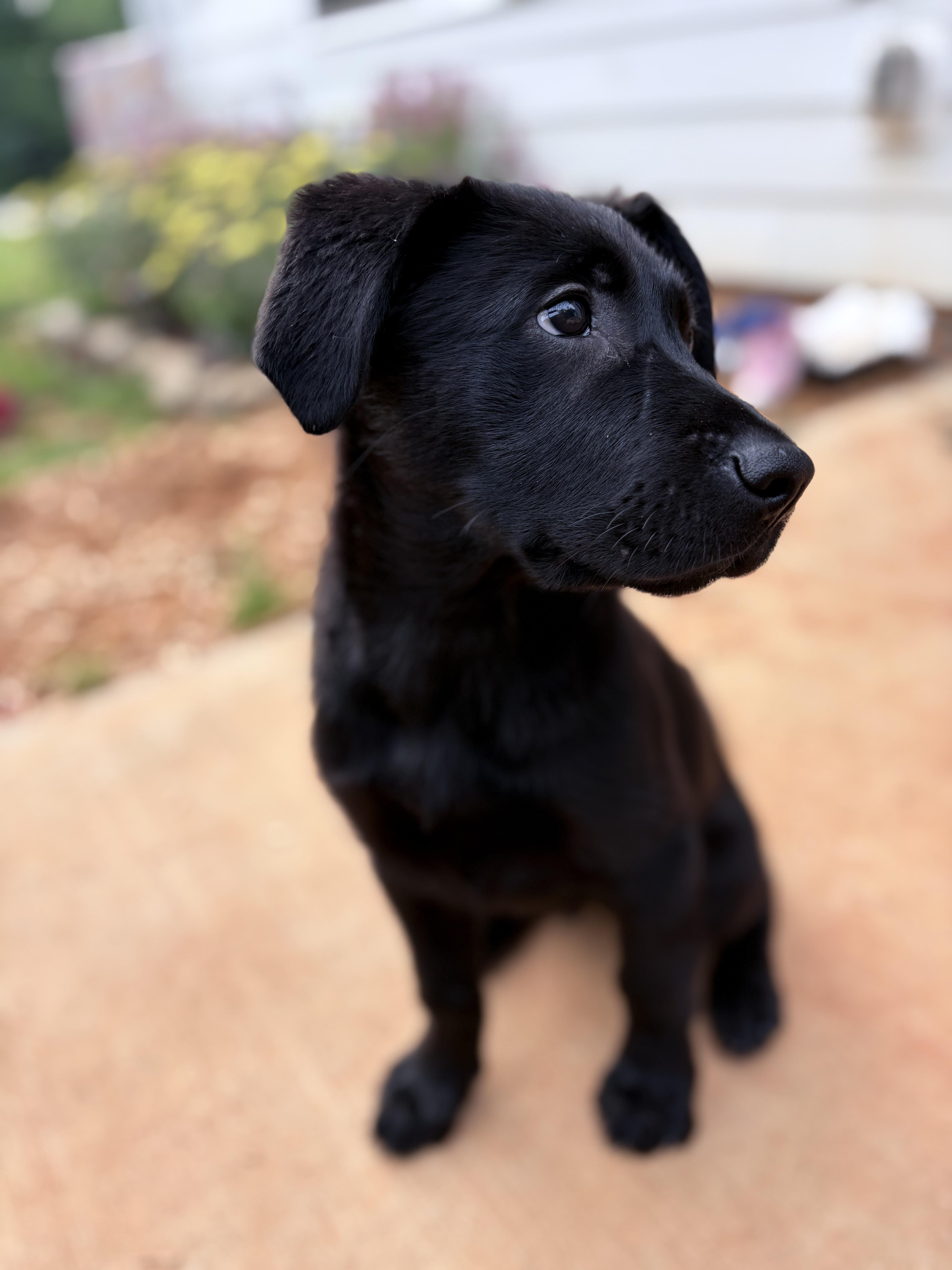 Enlarge Jet, a ADOPTABLE mixed breed in Denver, NC image 6/6